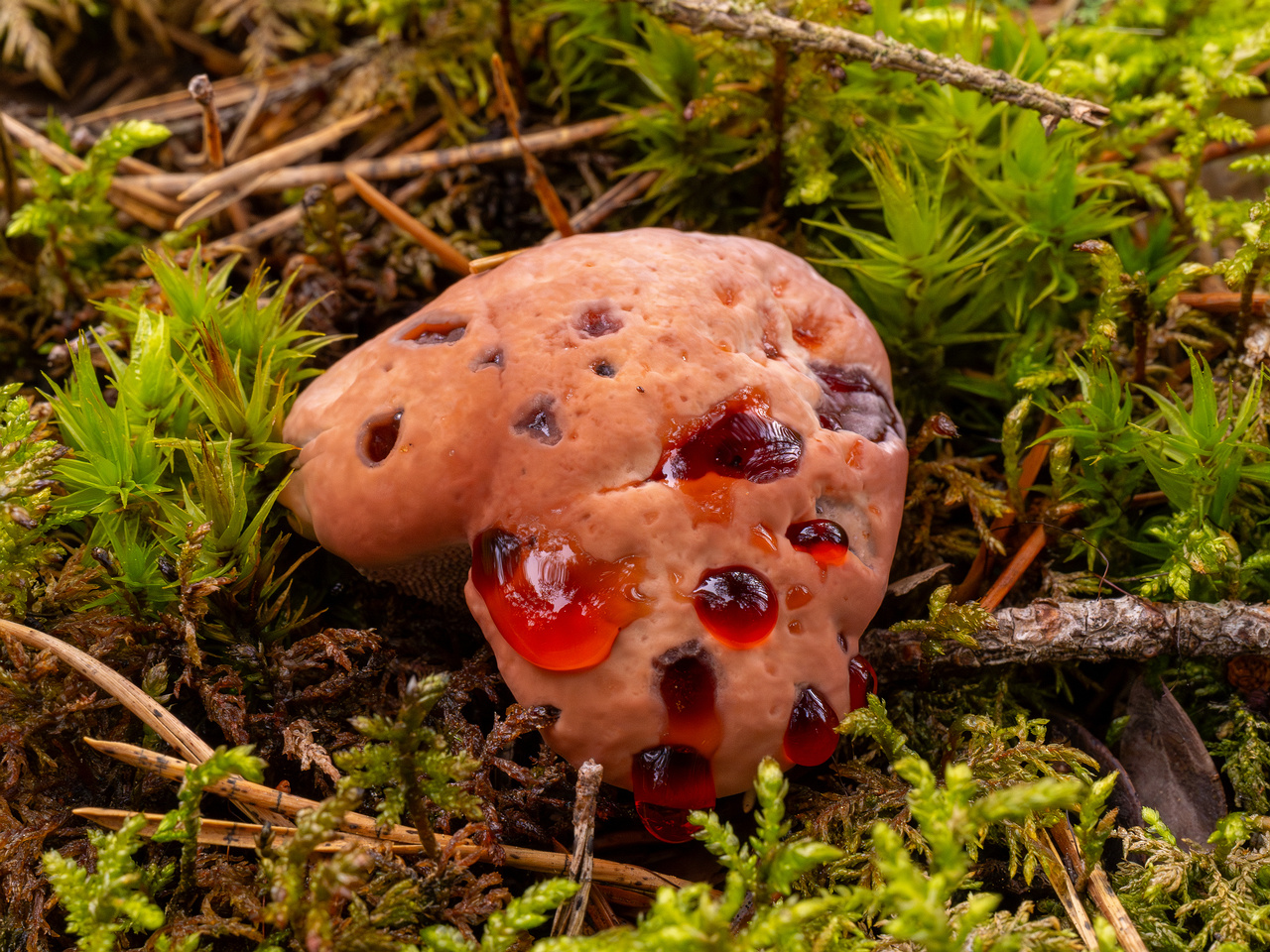 hydnellum-peckii_1-5