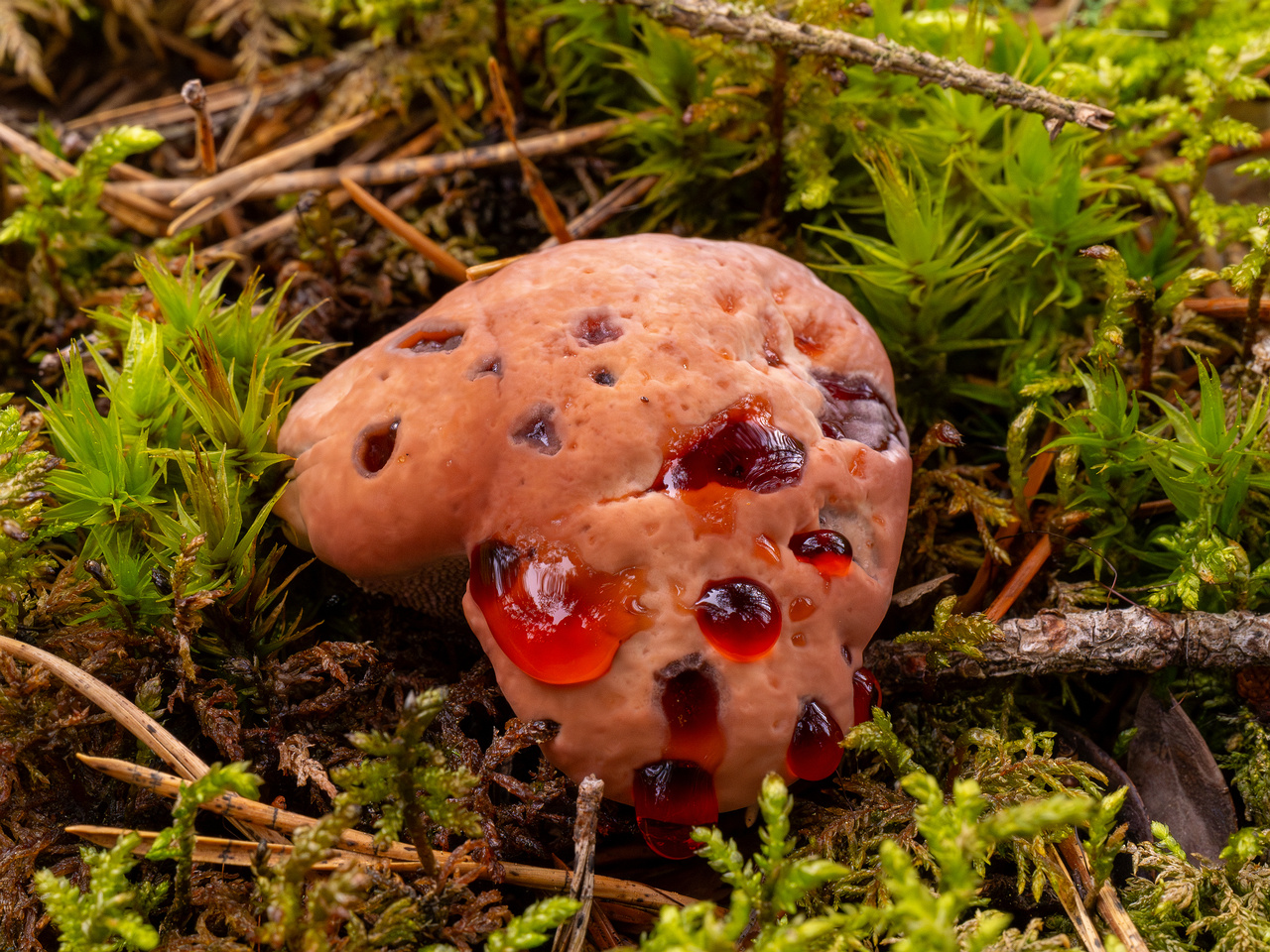 hydnellum-peckii_1-6