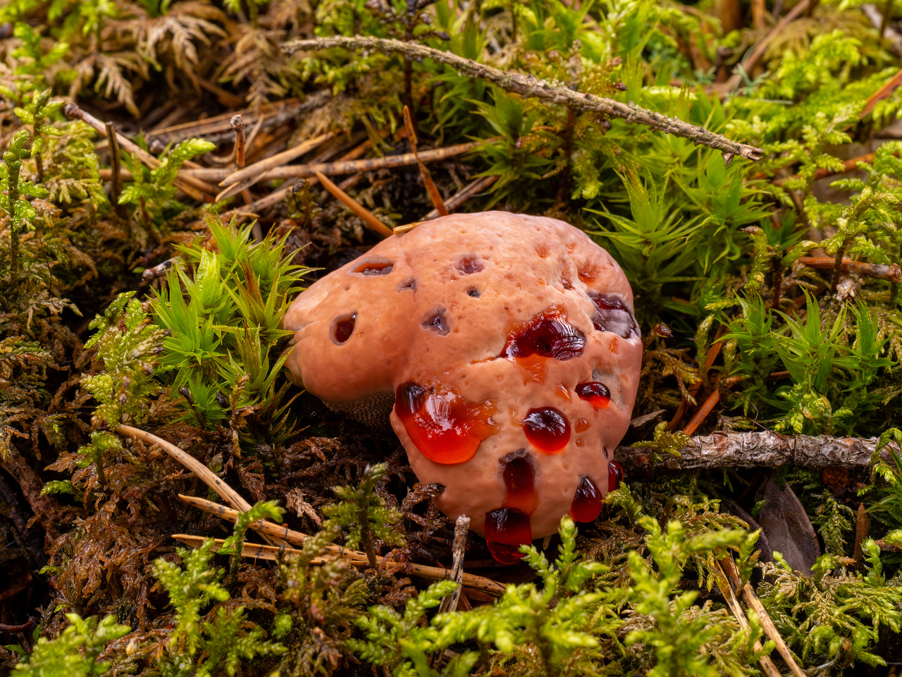 hydnellum-peckii_1-8