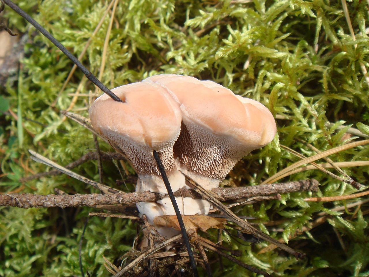 fungi-0004741