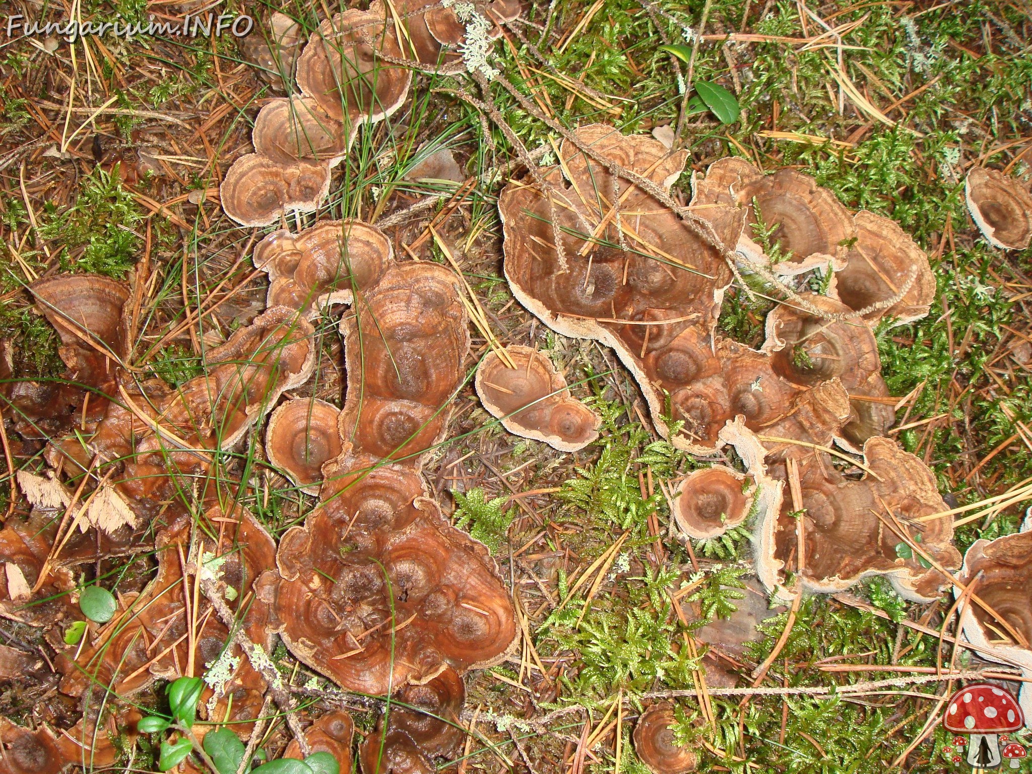 fungi-0004582 