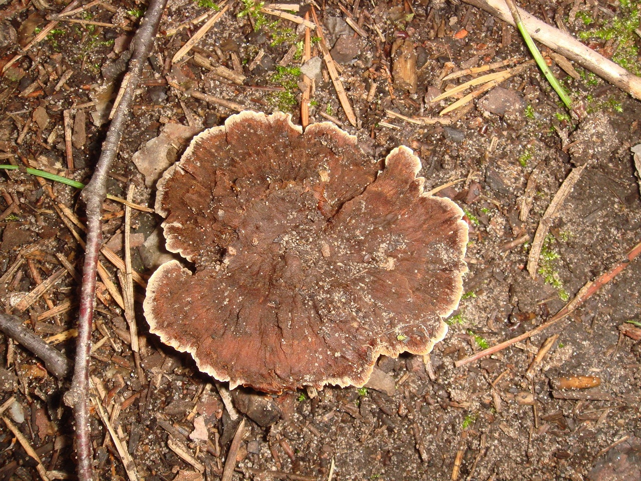 fungi-0004511