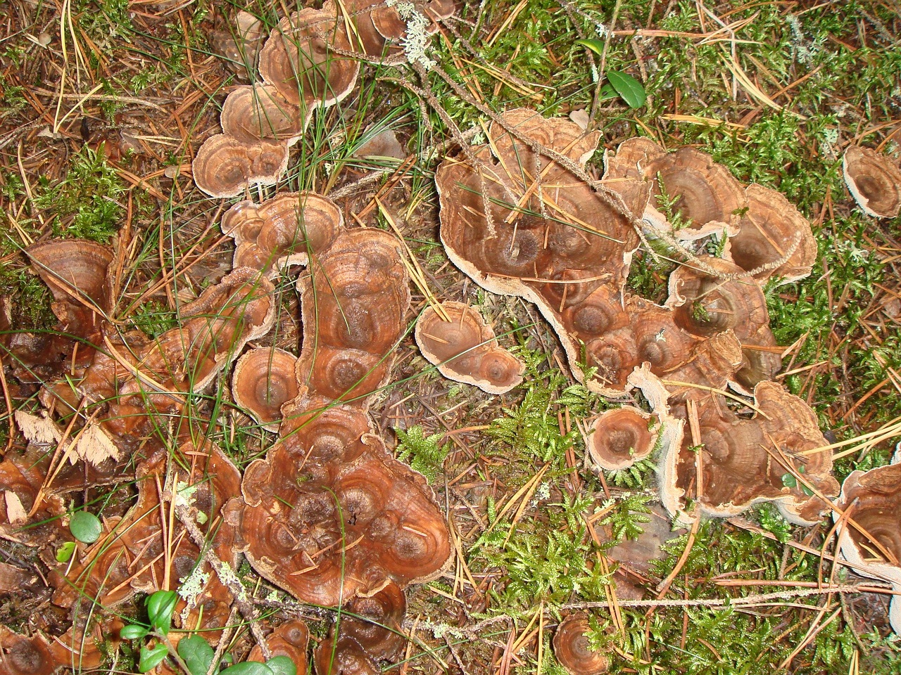 fungi-0004582