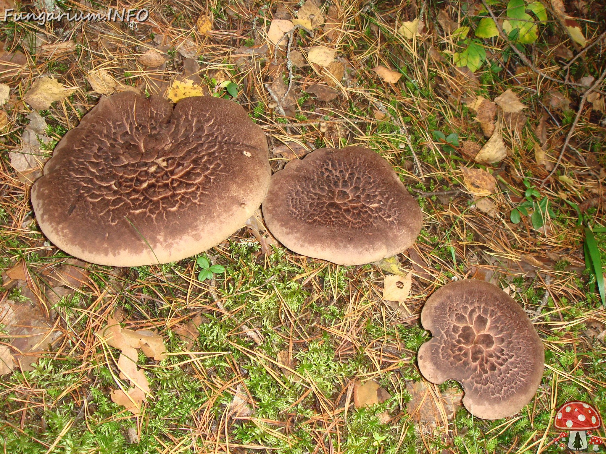 fungi-0004586 