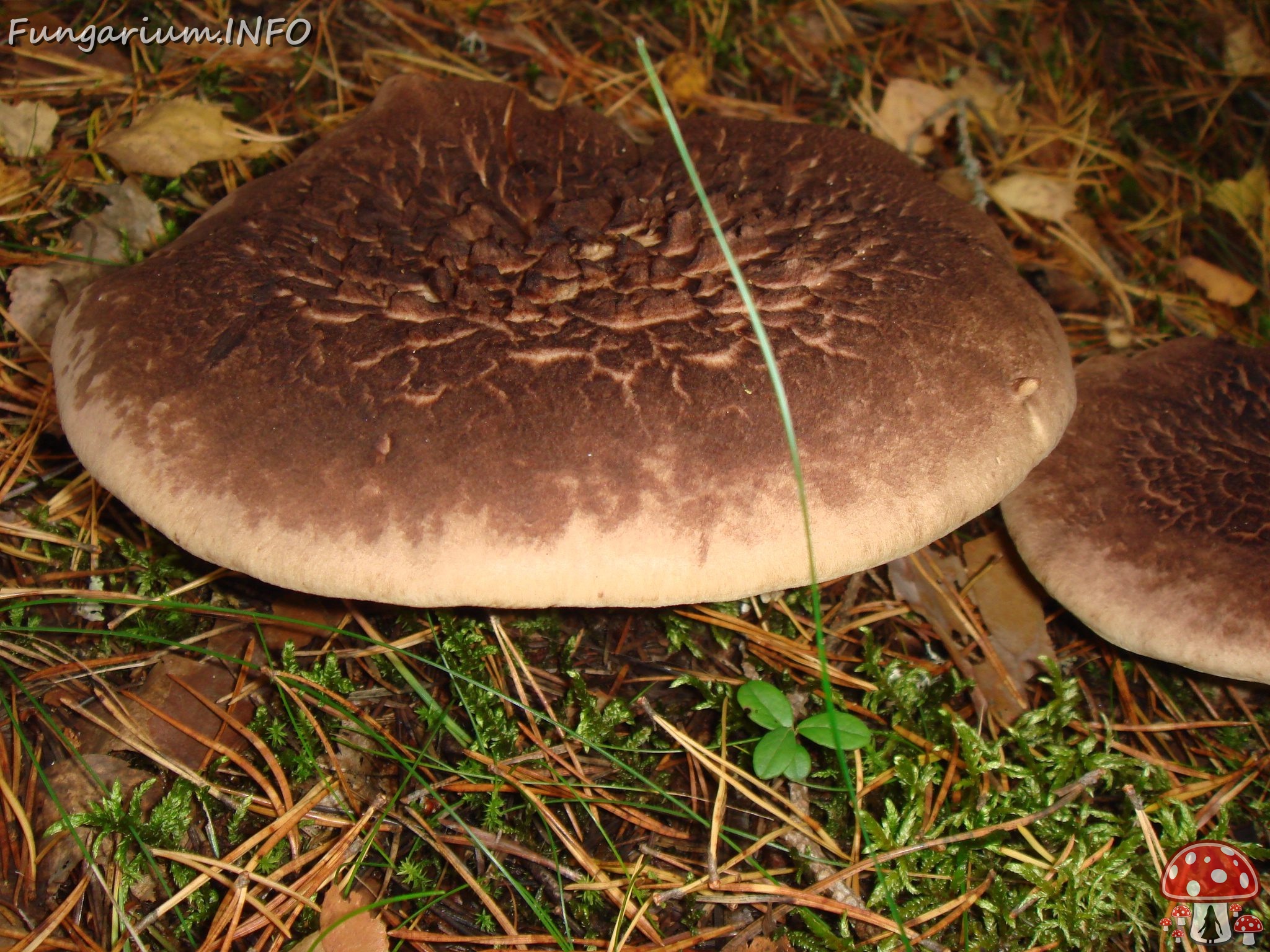 fungi-0004587 