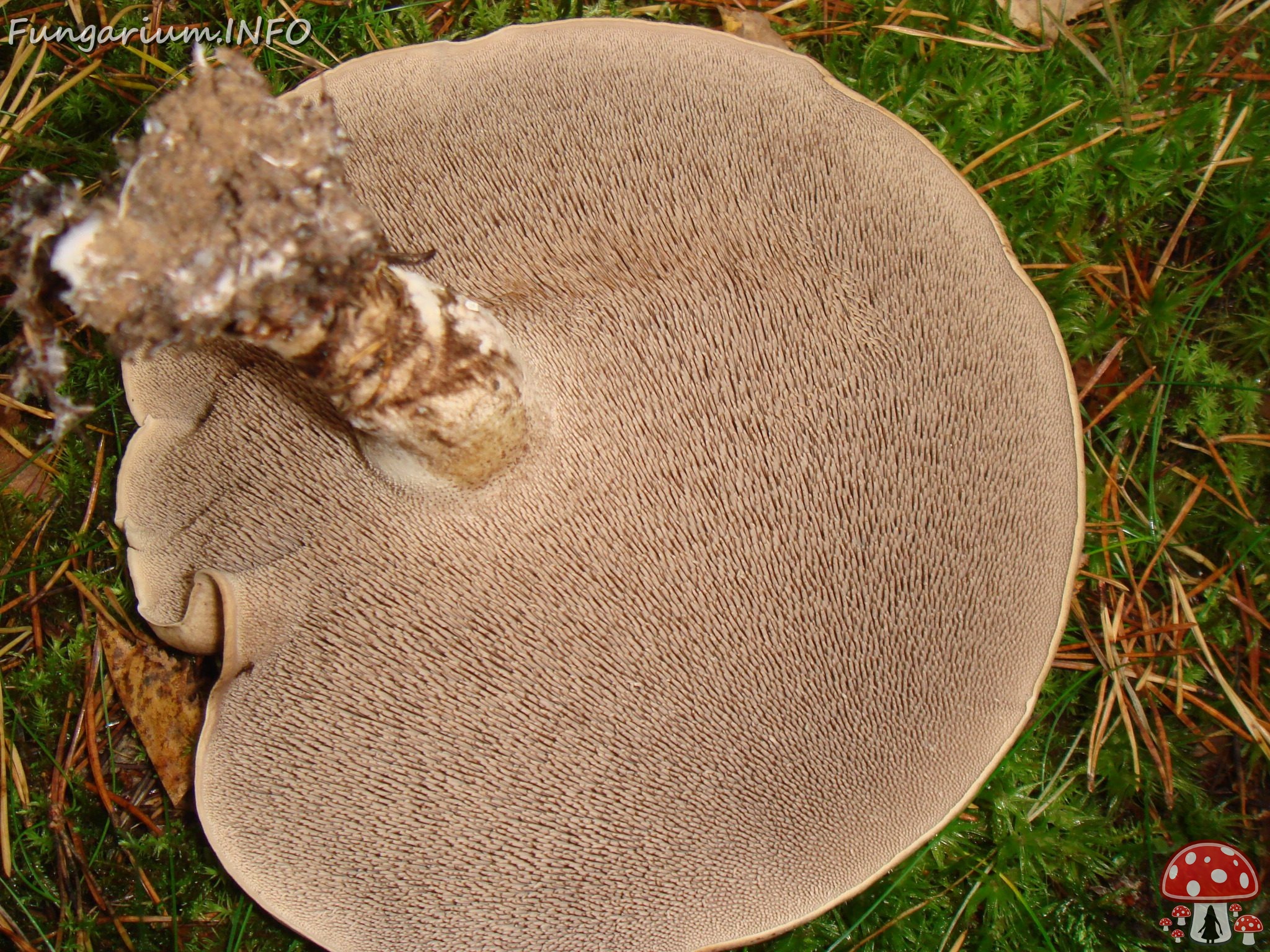 fungi-0004588 