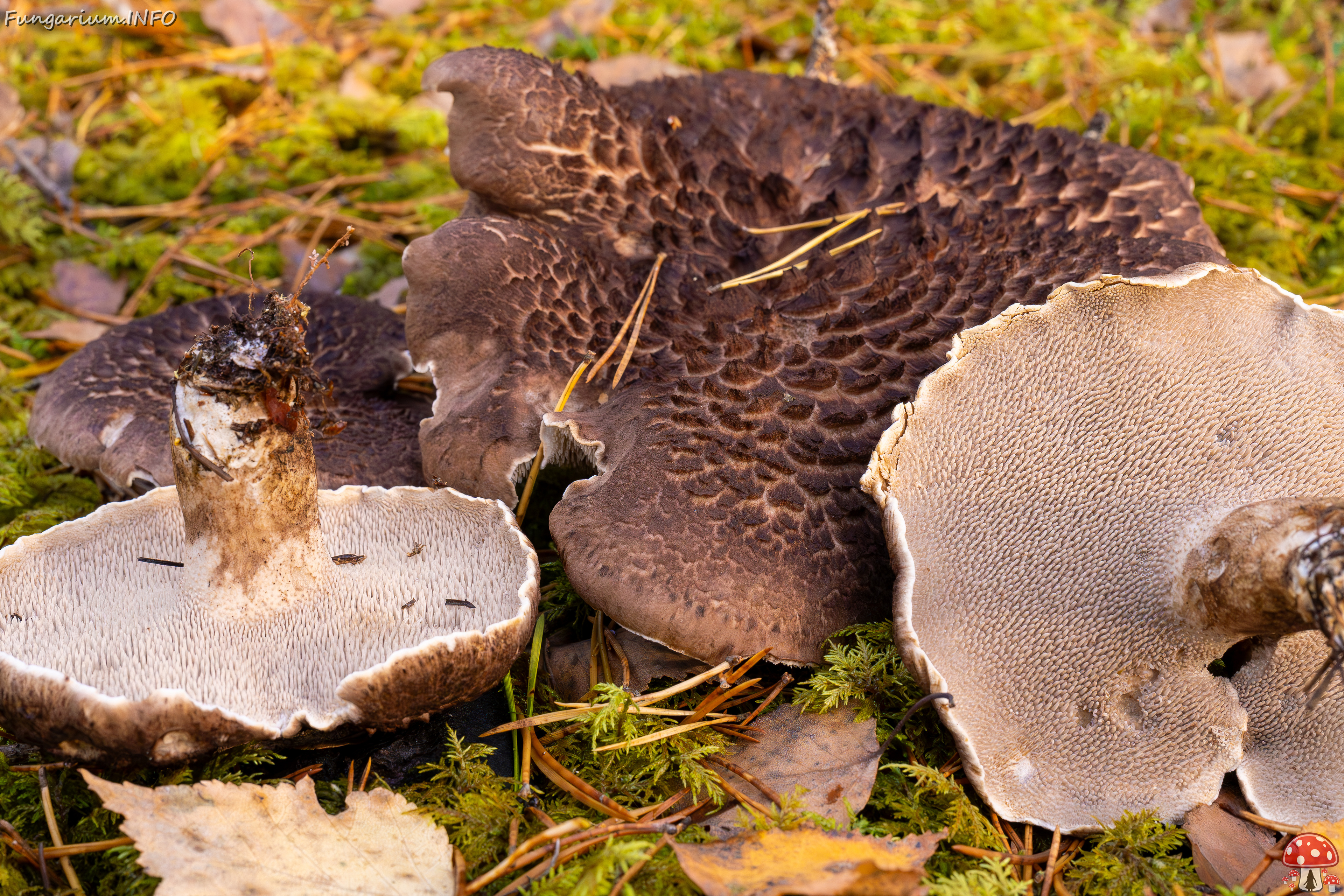 sarcodon-squamosus_2024-10-19_1-11 