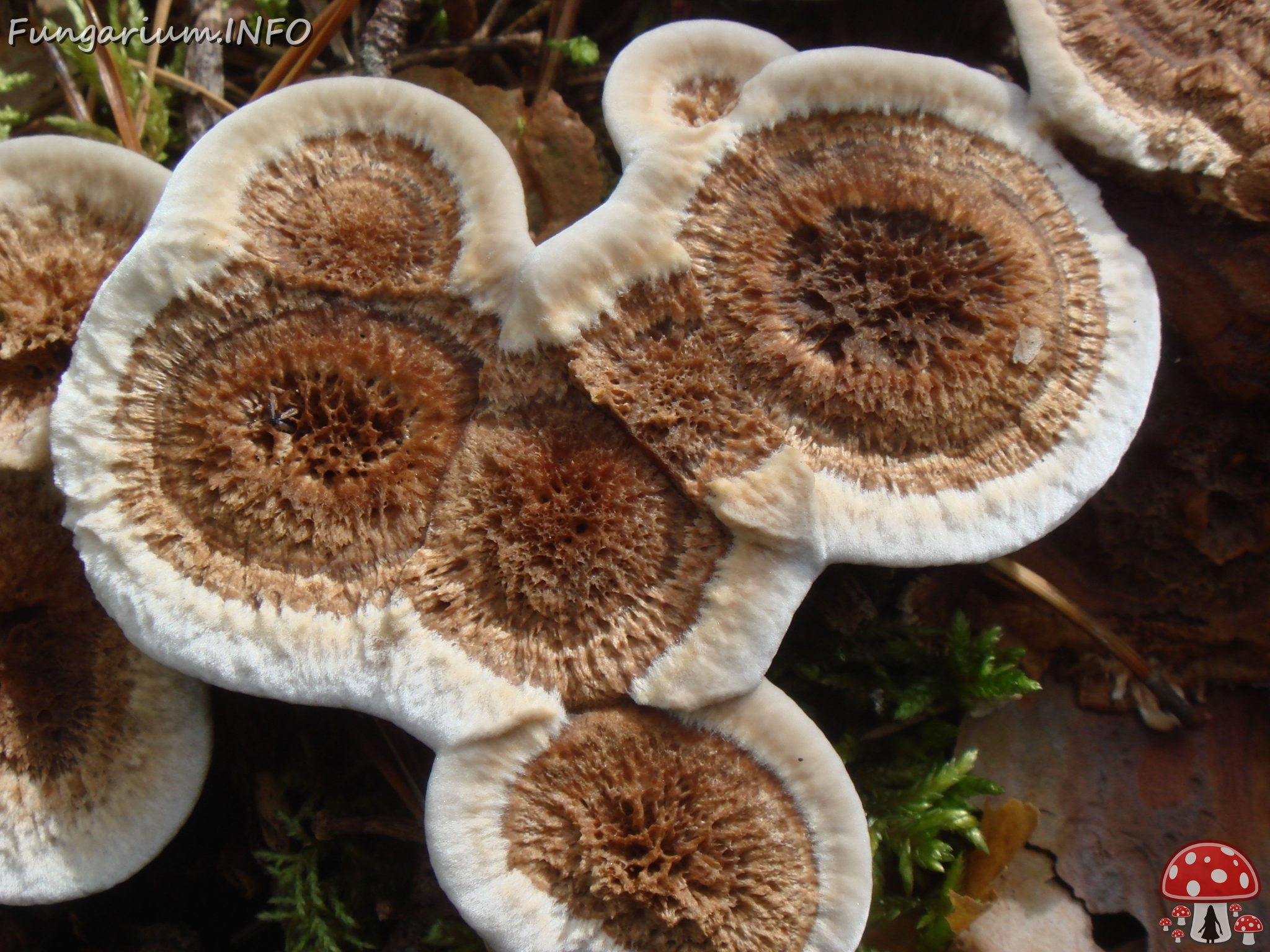 fungi-0004807 