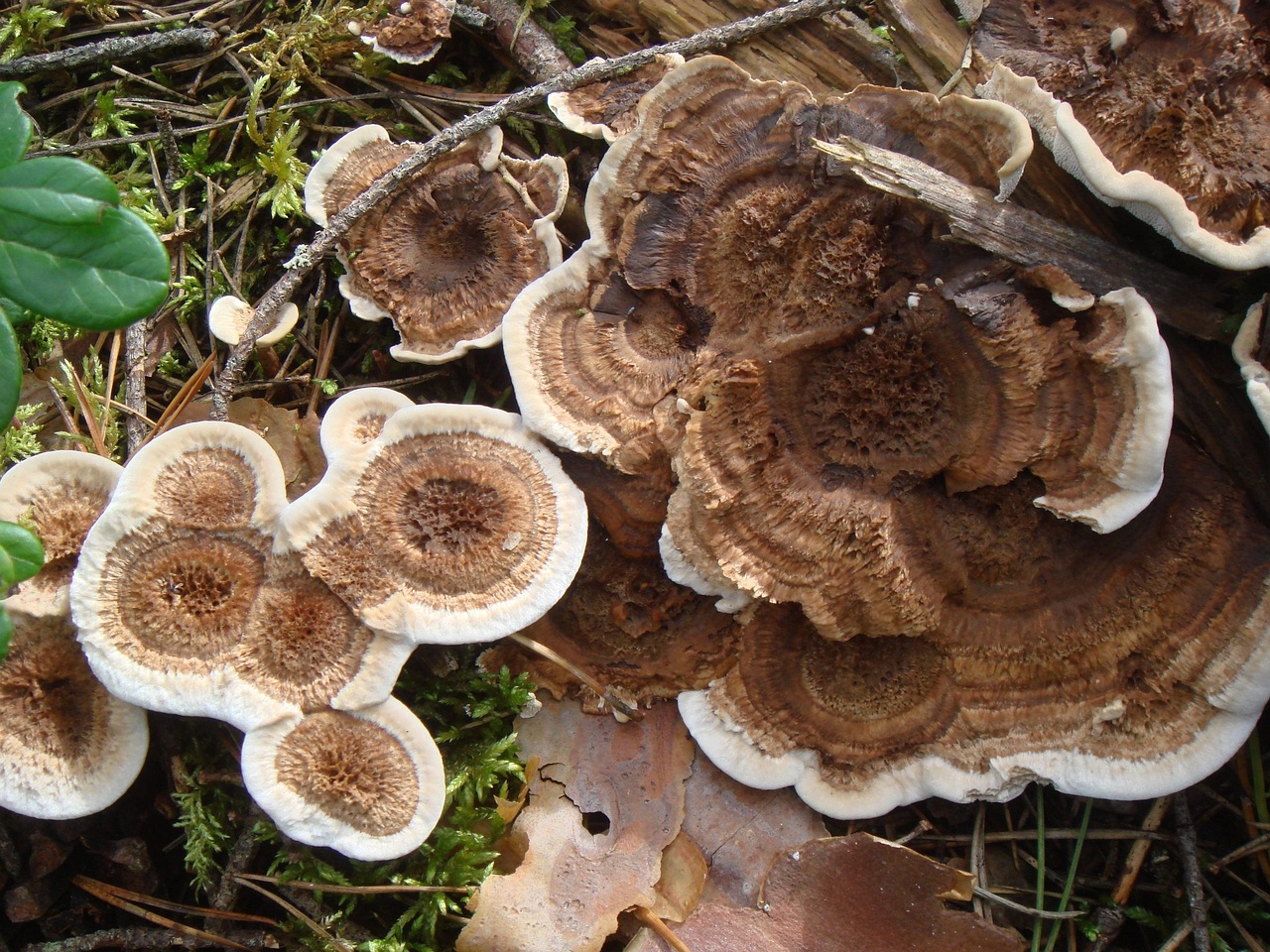 fungi-0004806