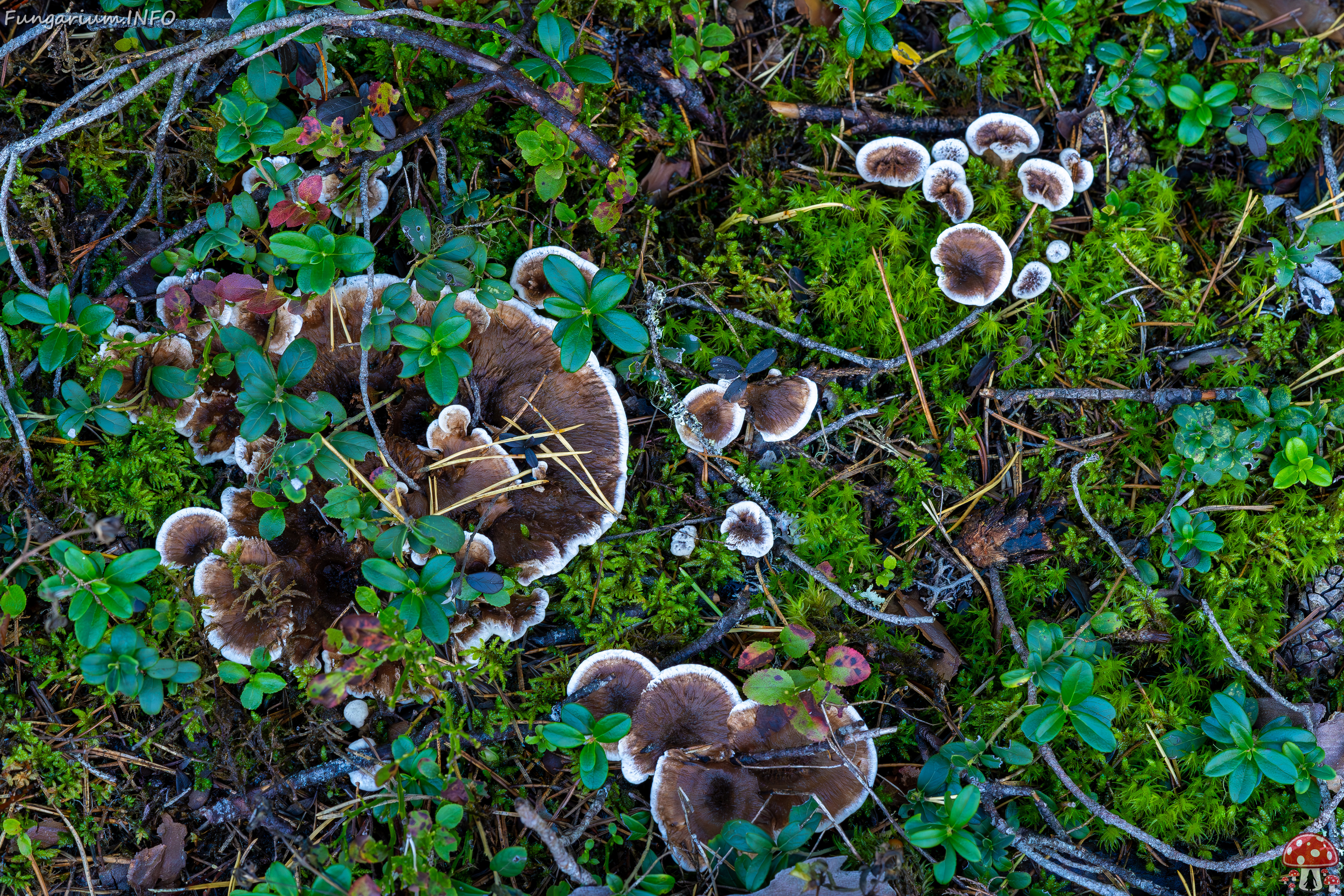 phellodon-confluens_2023-09-14_1-1 