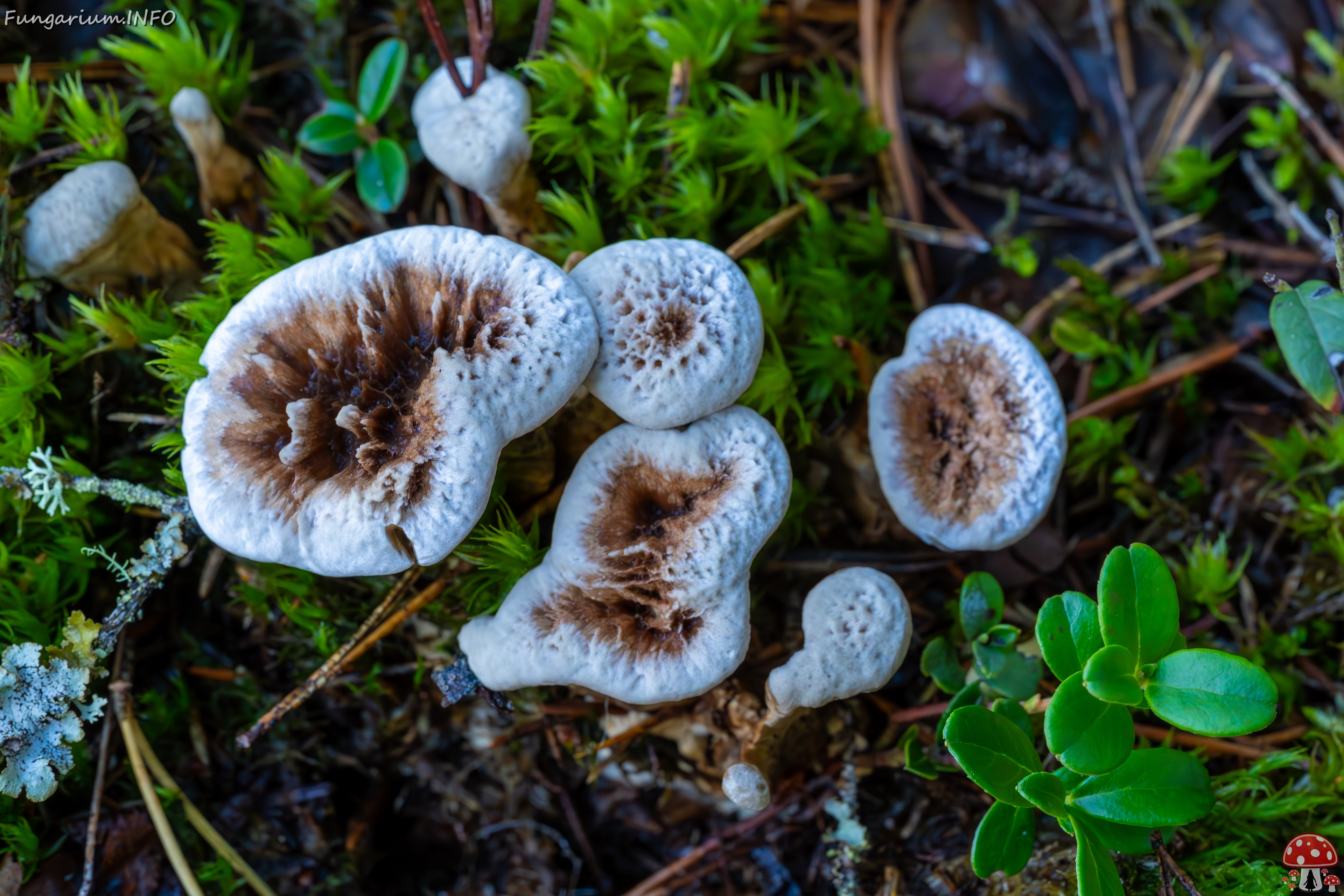 phellodon-confluens_2023-09-14_1-10 