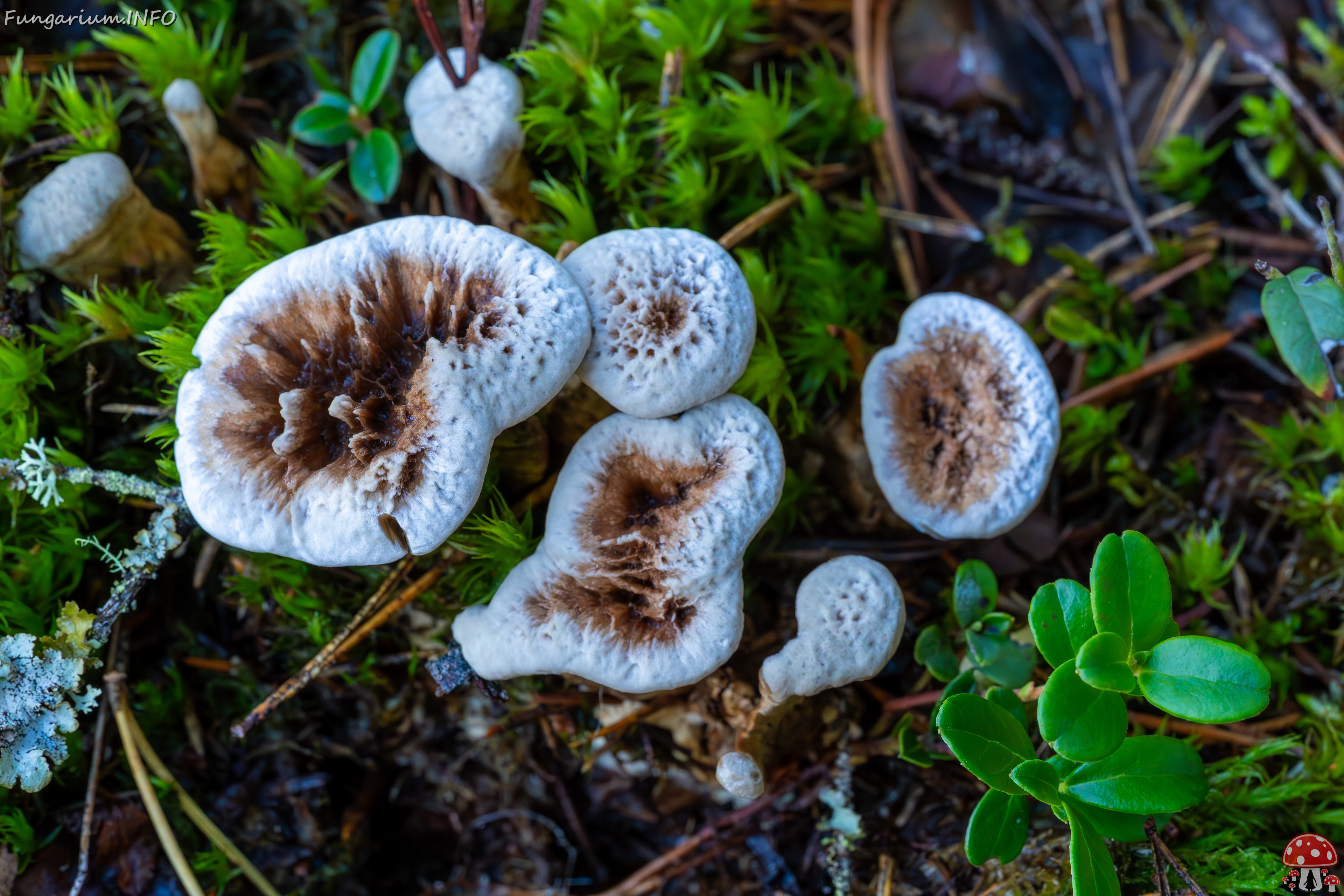 phellodon-confluens_2023-09-14_1-11 