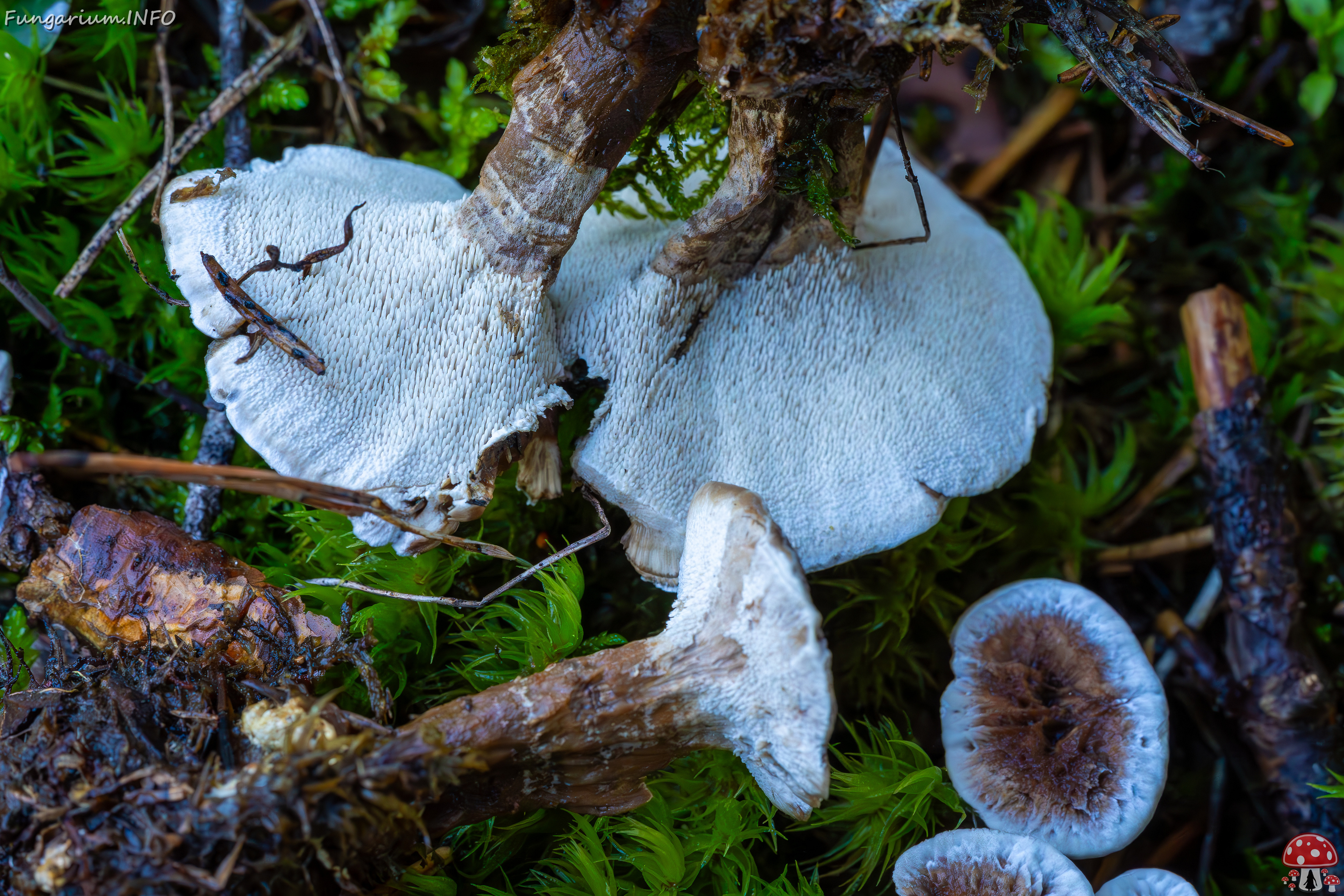 phellodon-confluens_2023-09-14_1-12 