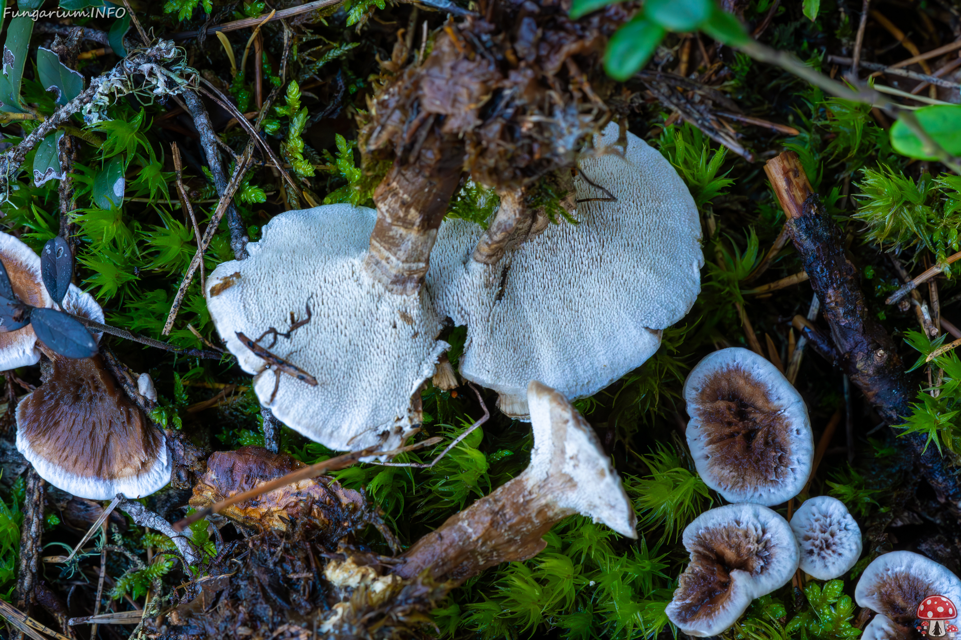 phellodon-confluens_2023-09-14_1-14 