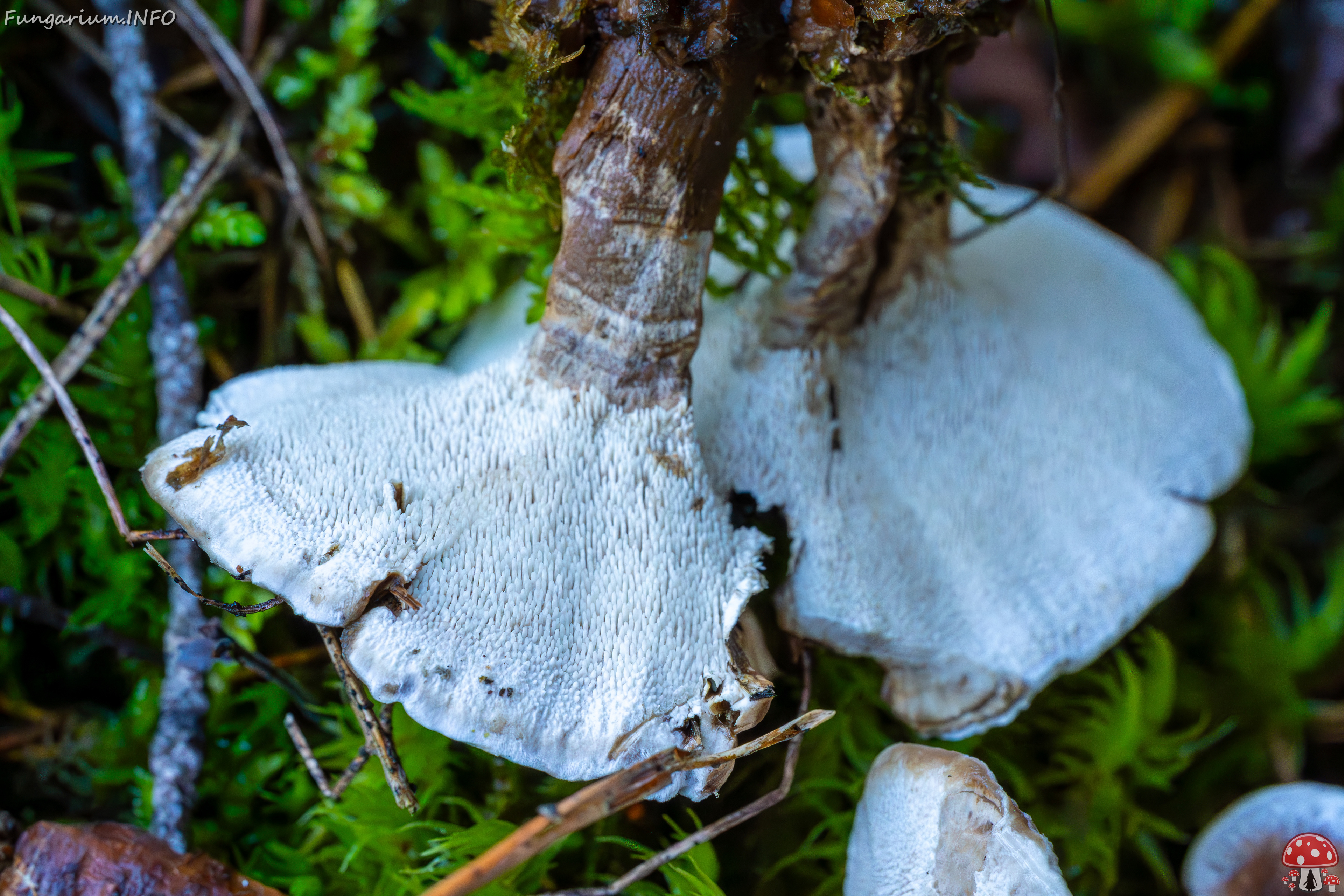 phellodon-confluens_2023-09-14_1-15 