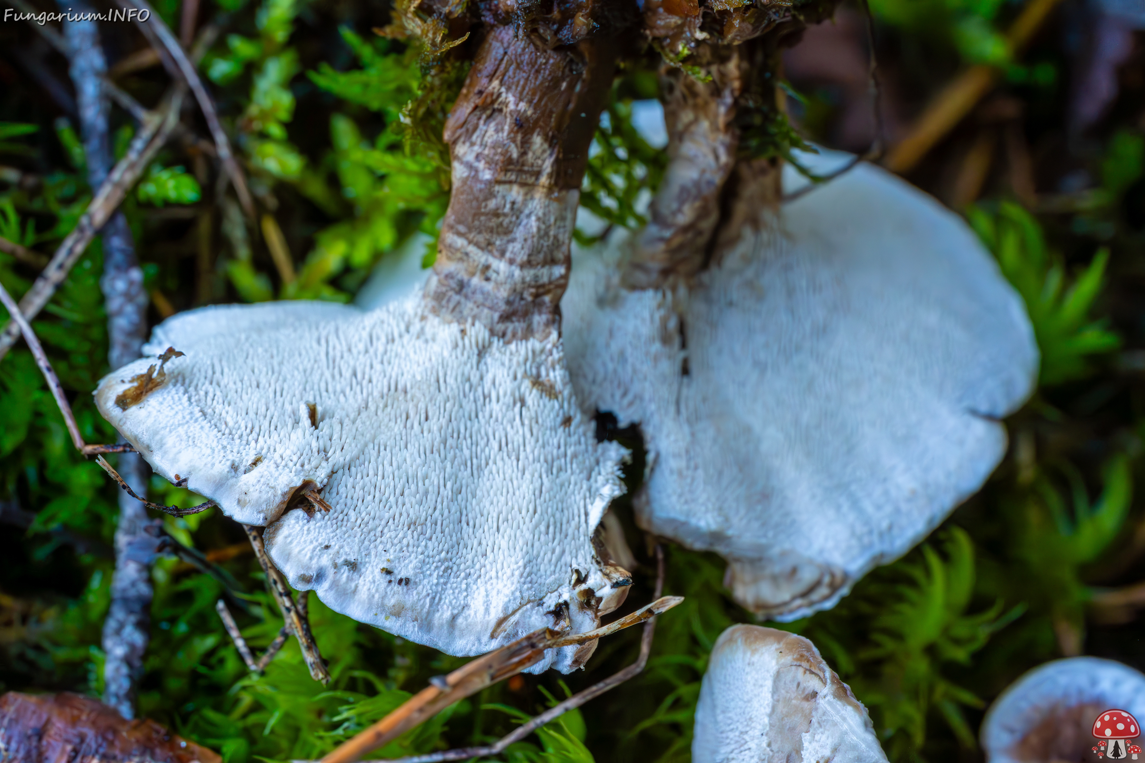 phellodon-confluens_2023-09-14_1-16 