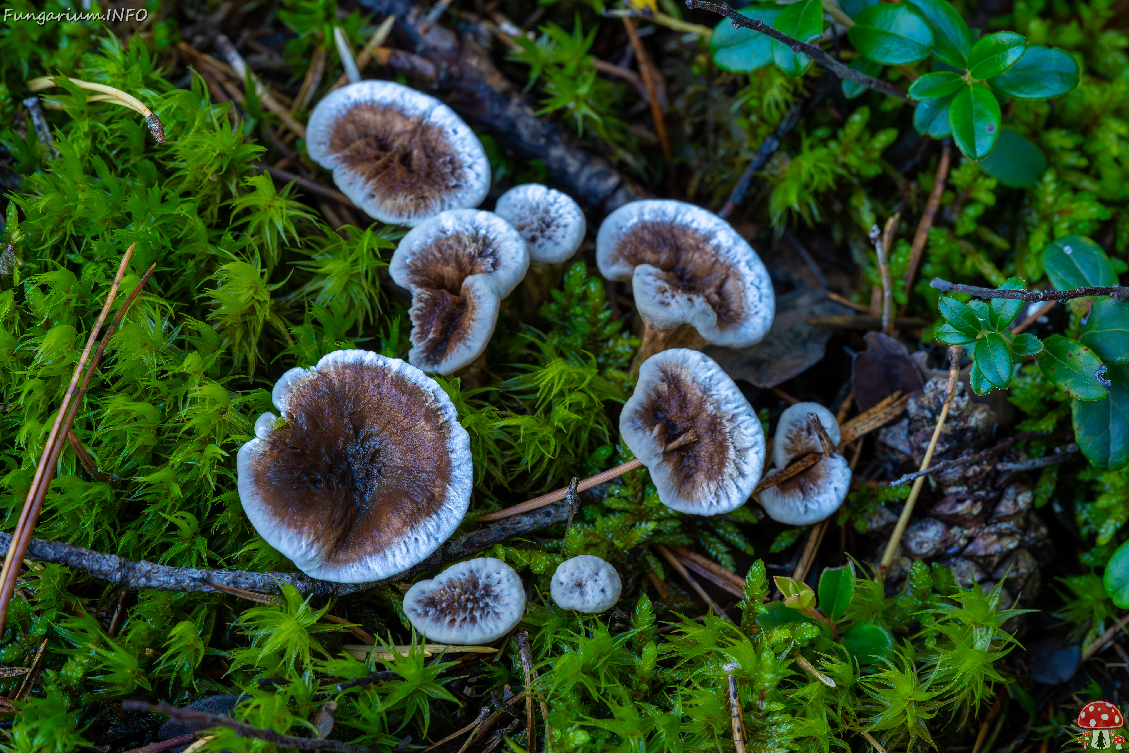 phellodon-confluens_2023-09-14_1-3 