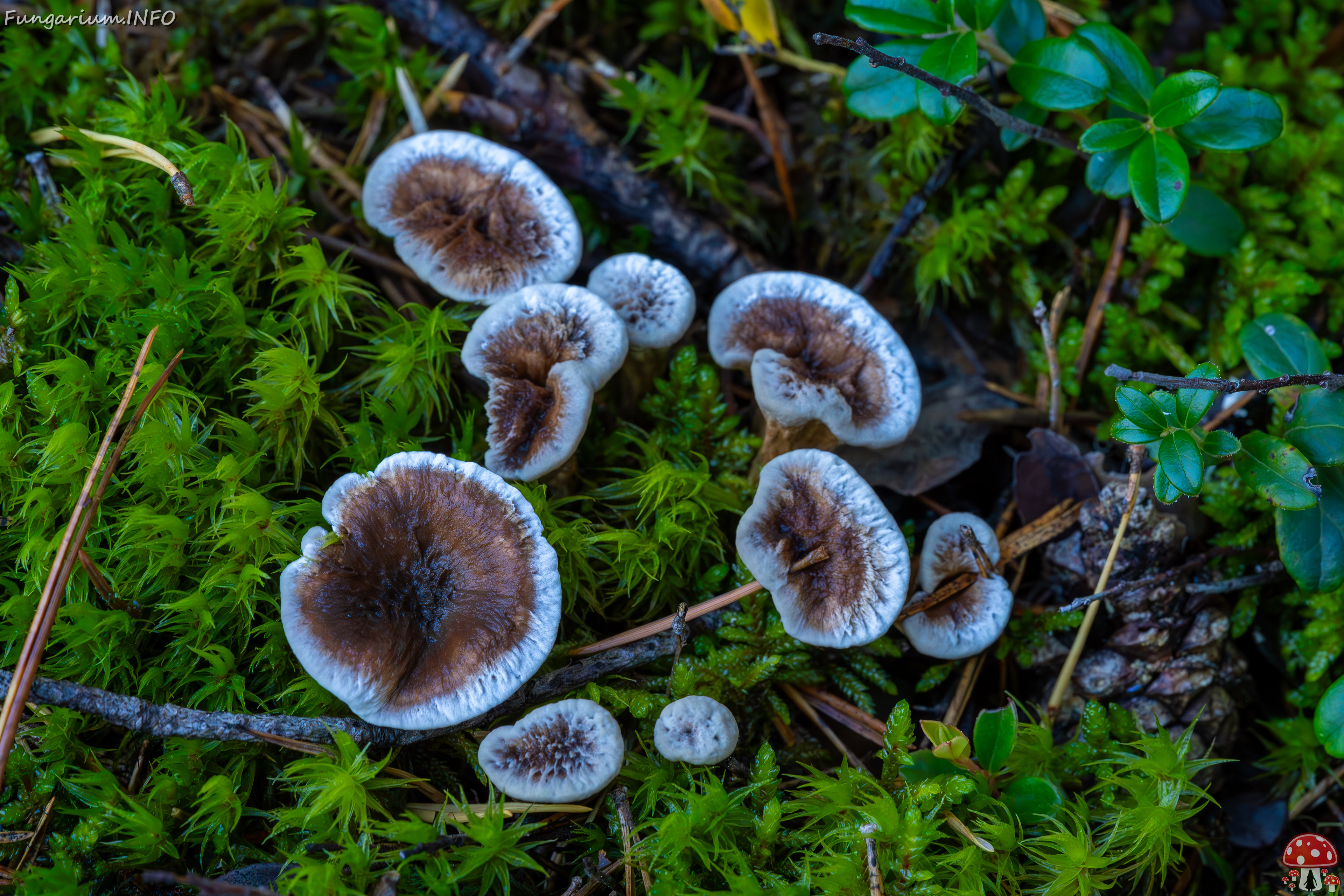 phellodon-confluens_2023-09-14_1-4 