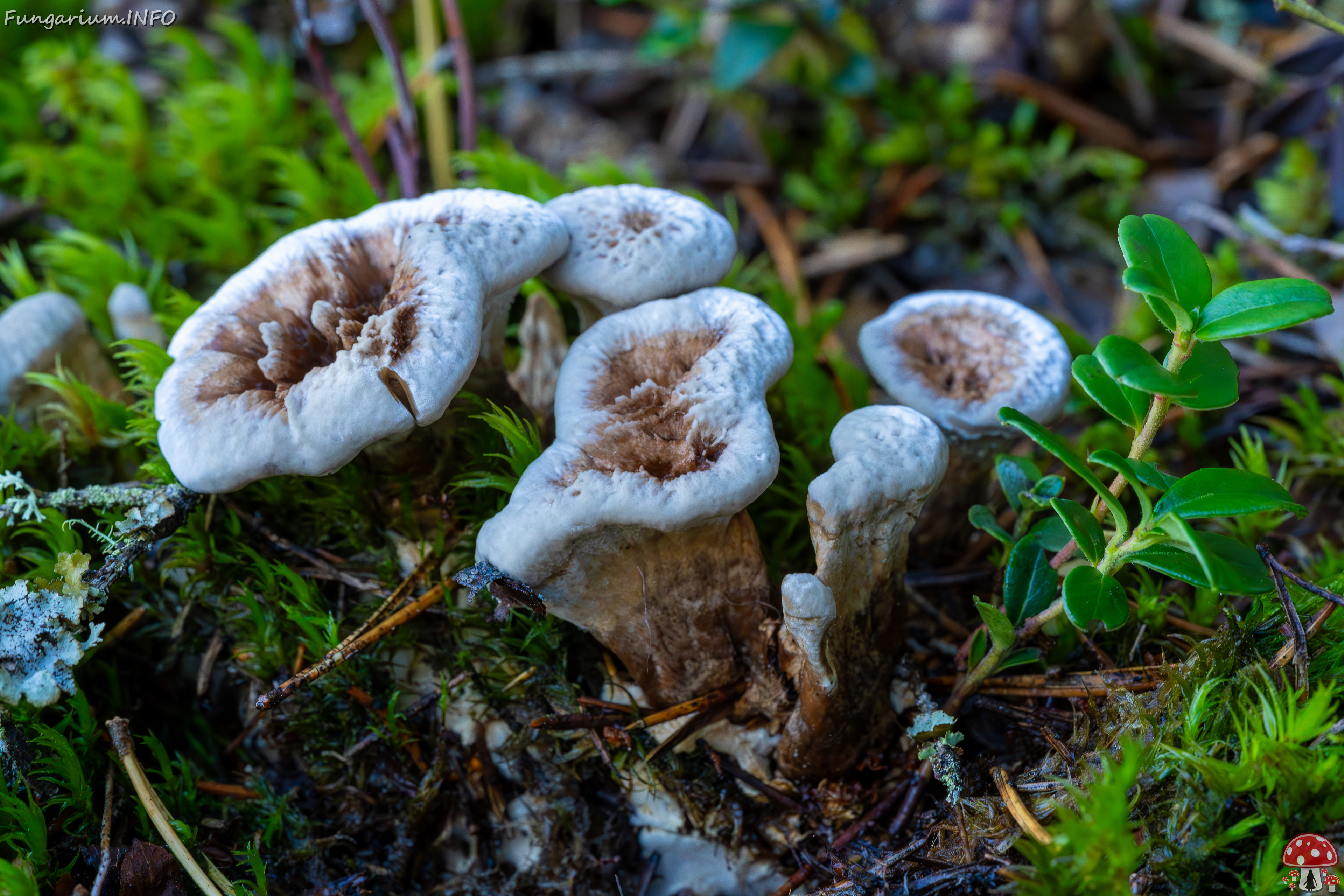 phellodon-confluens_2023-09-14_1-7 