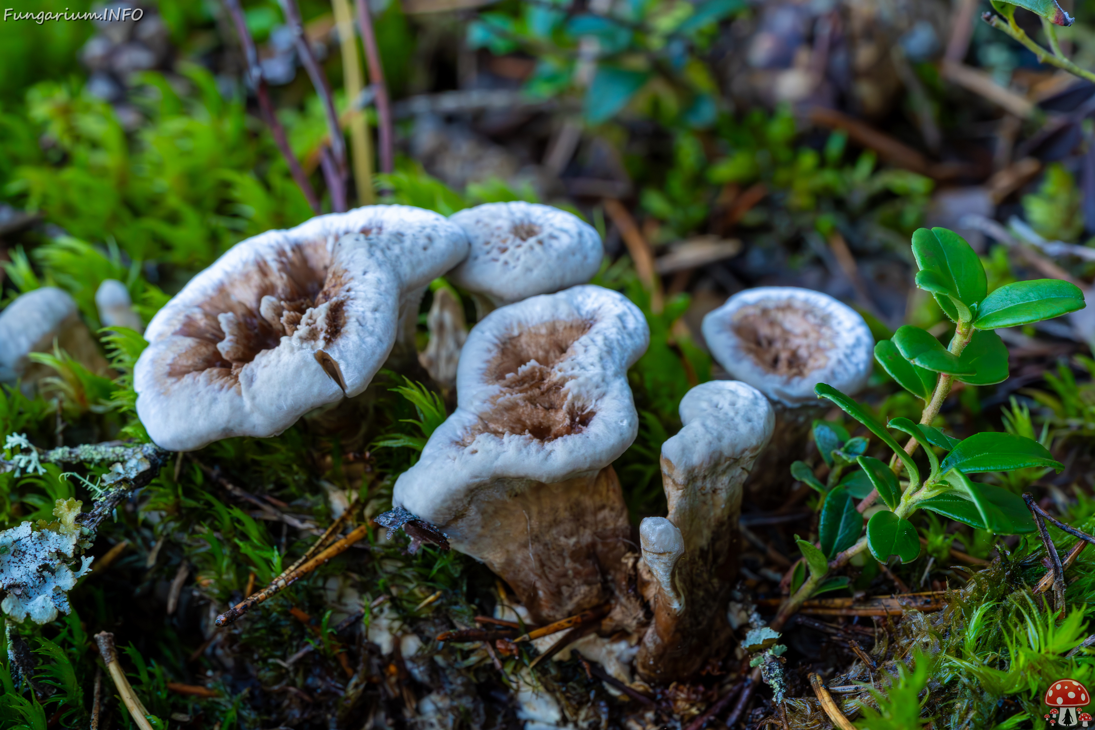 phellodon-confluens_2023-09-14_1-9 