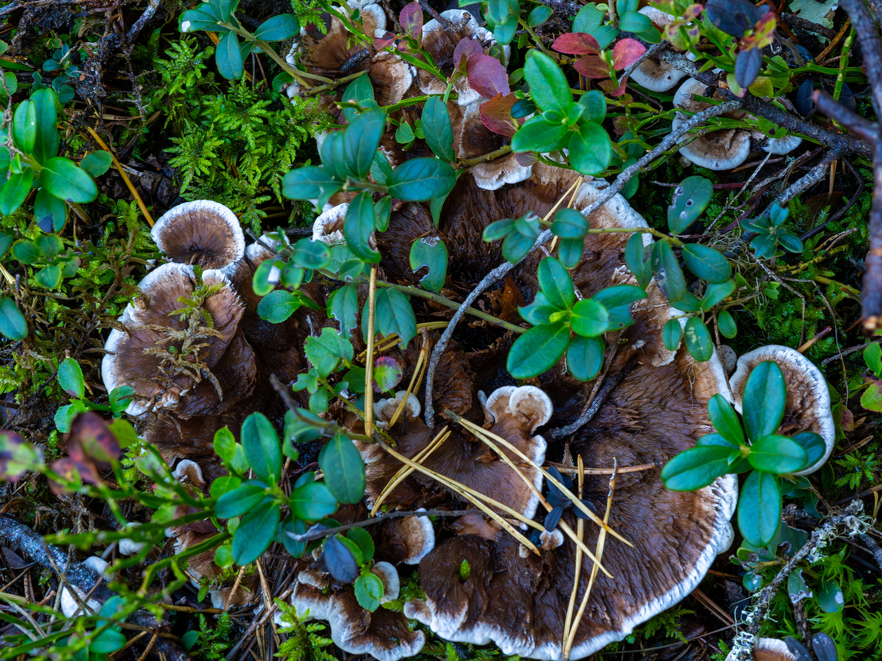 !phellodon-confluens_2023-09-14_1-5