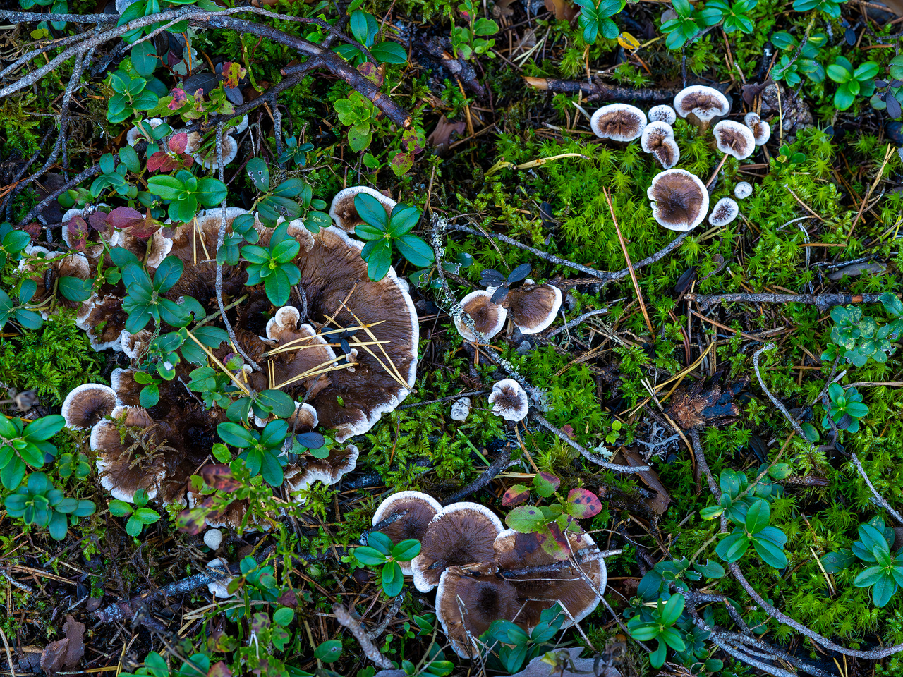 phellodon-confluens_2023-09-14_1-1