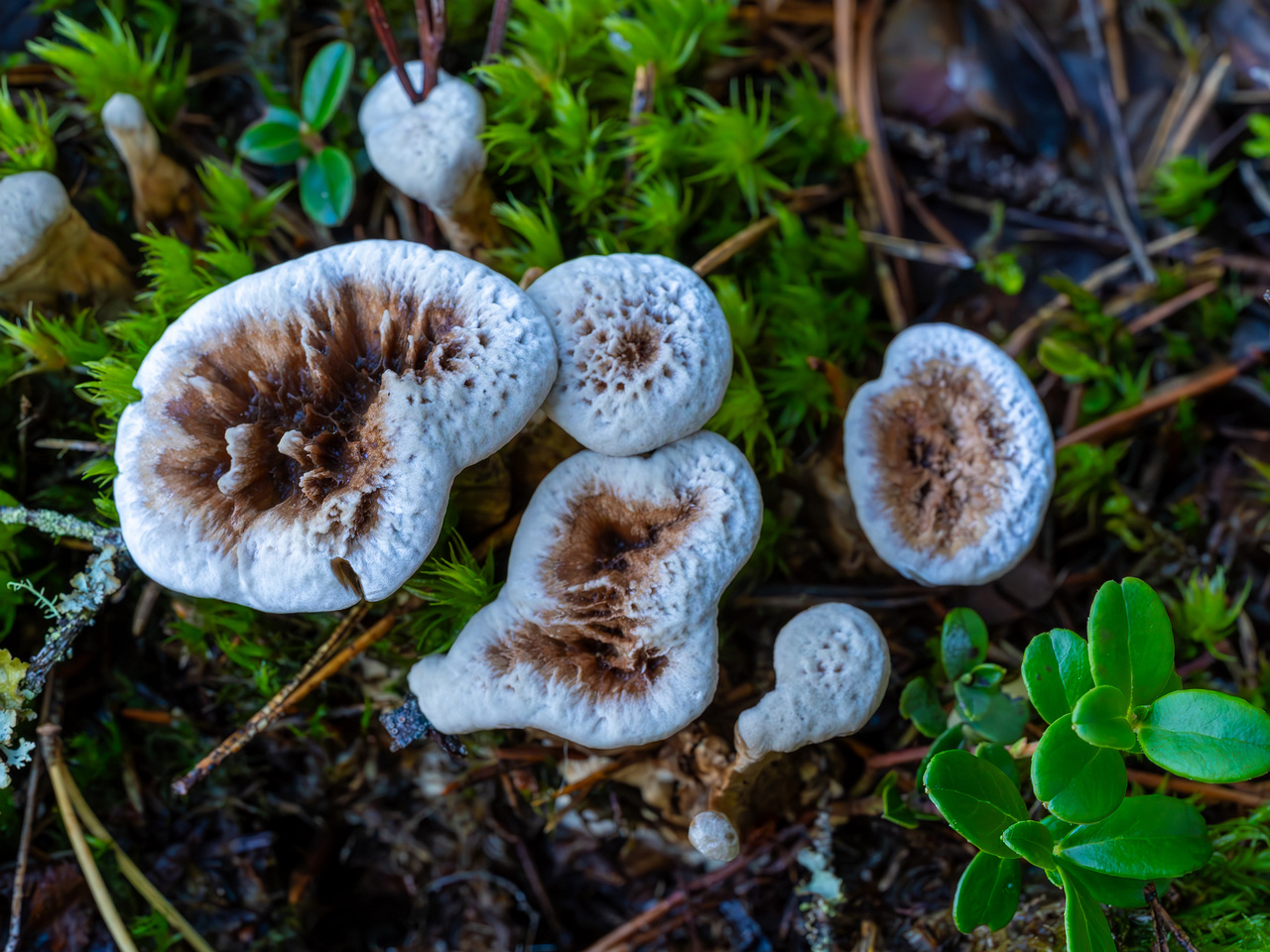 phellodon-confluens_2023-09-14_1-10