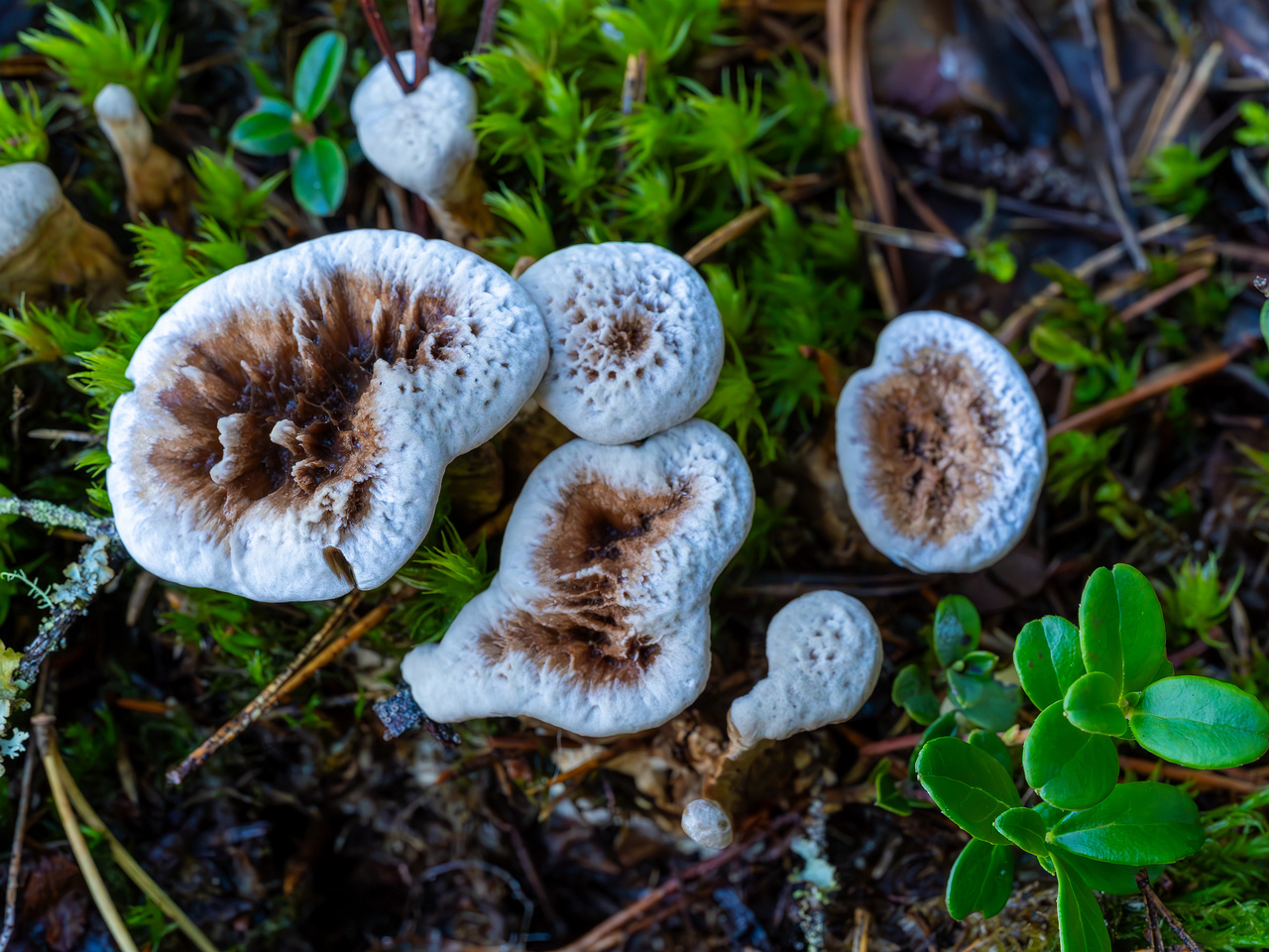 phellodon-confluens_2023-09-14_1-11