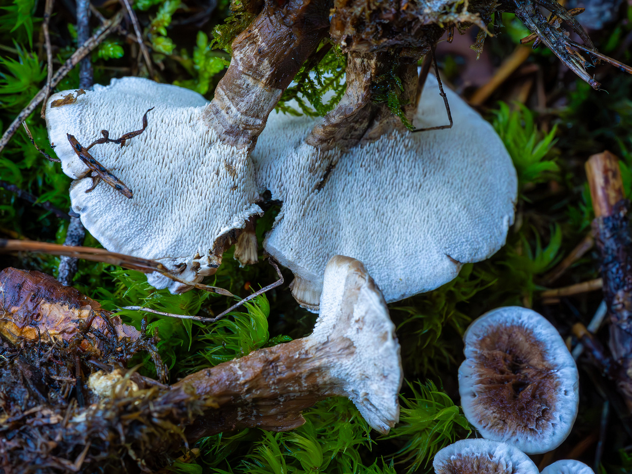 phellodon-confluens_2023-09-14_1-12