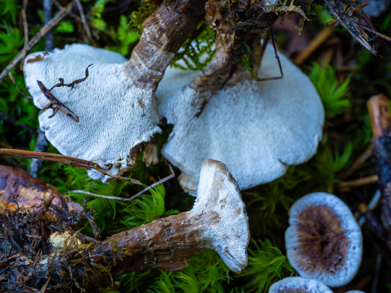 phellodon-confluens_2023-09-14_1-13