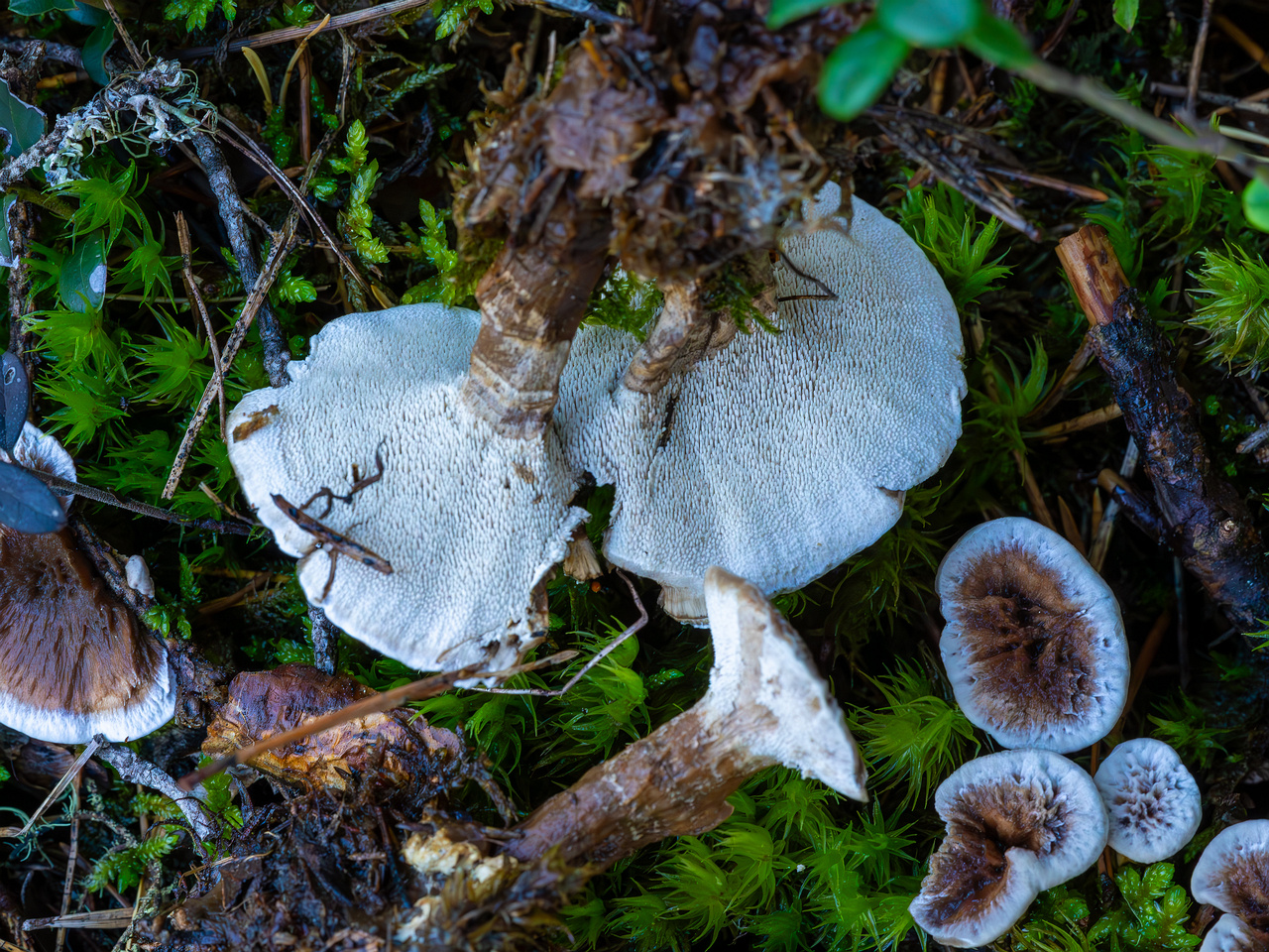 phellodon-confluens_2023-09-14_1-14