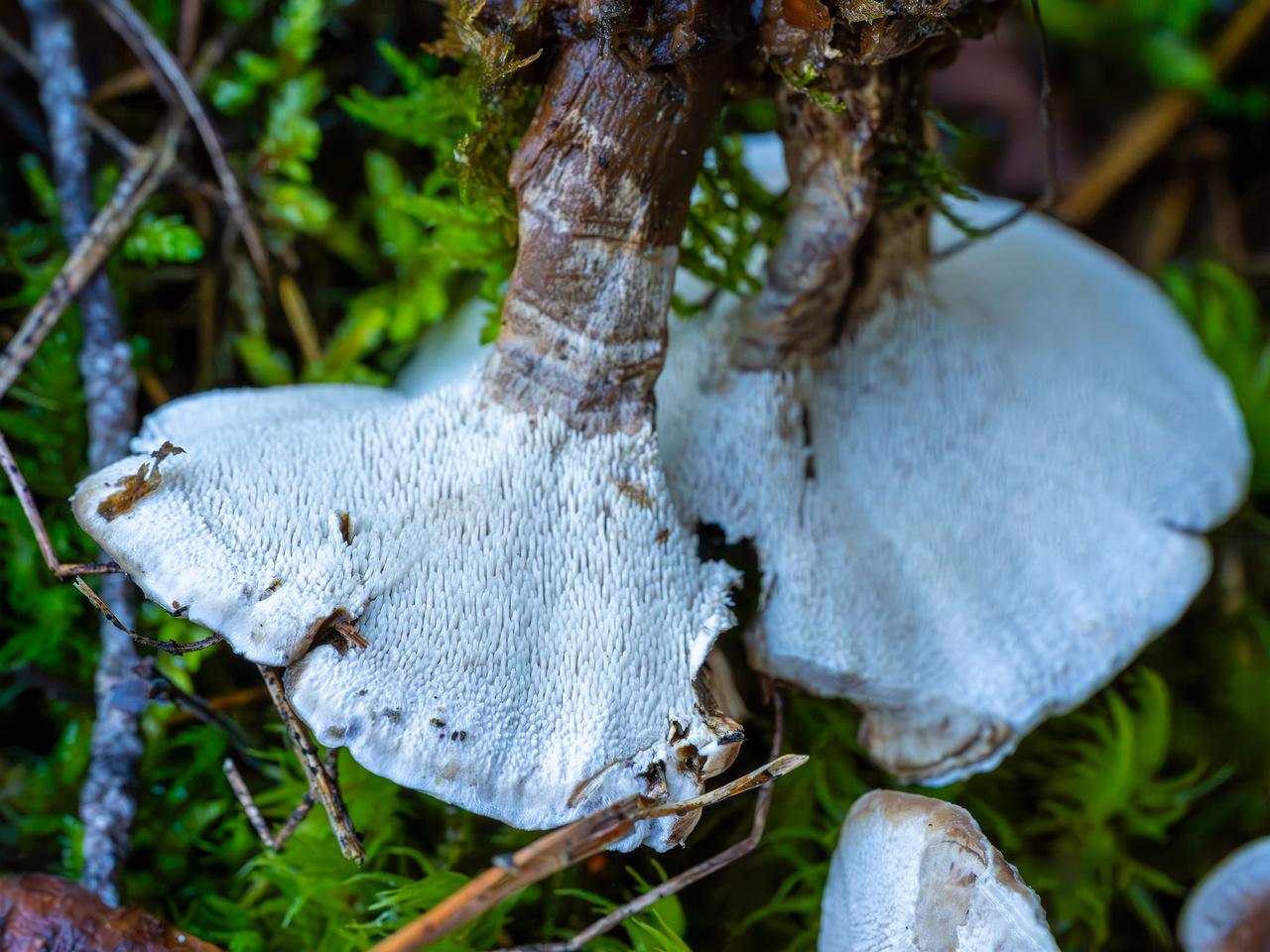 phellodon-confluens_2023-09-14_1-15