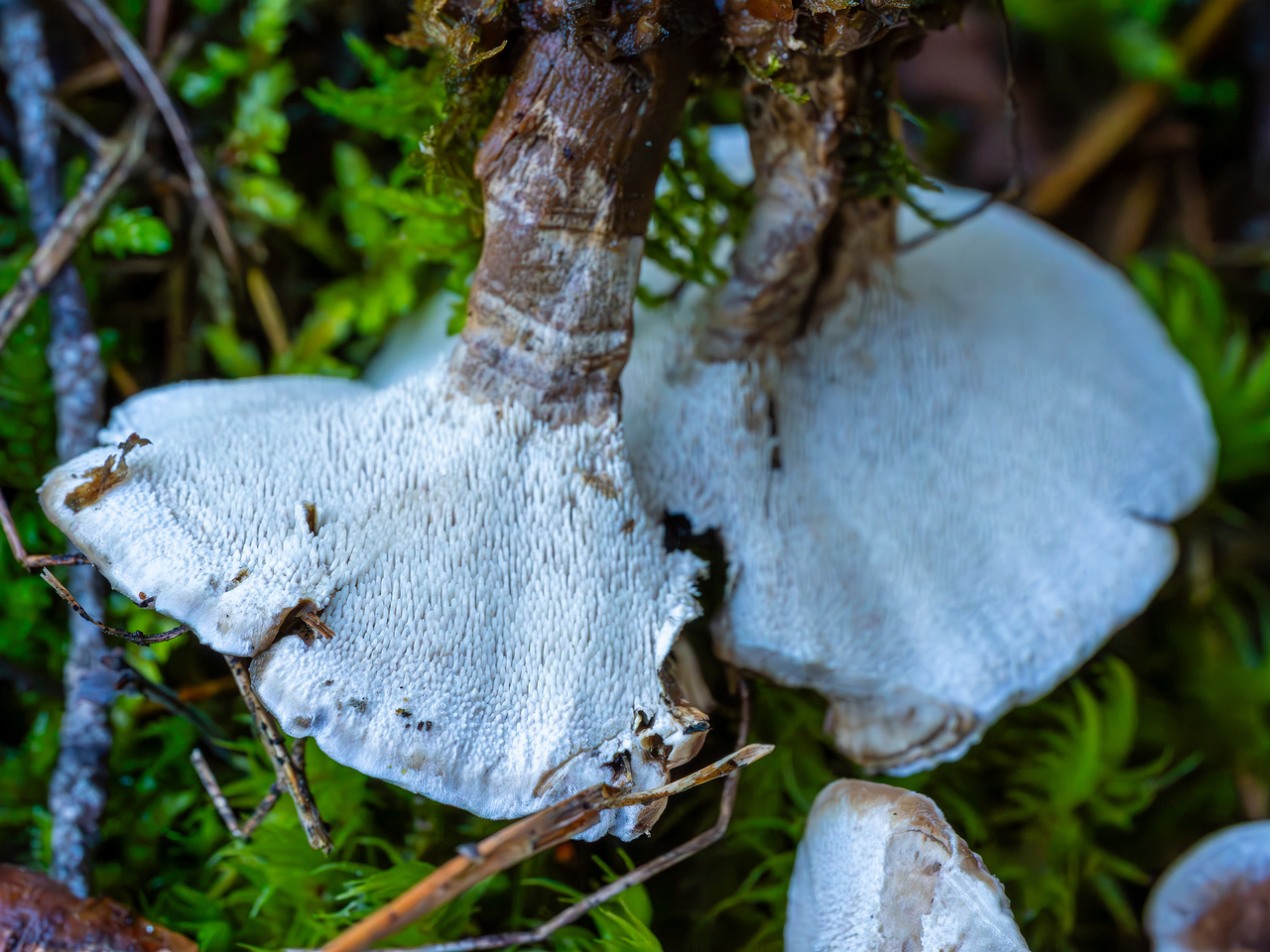 phellodon-confluens_2023-09-14_1-16