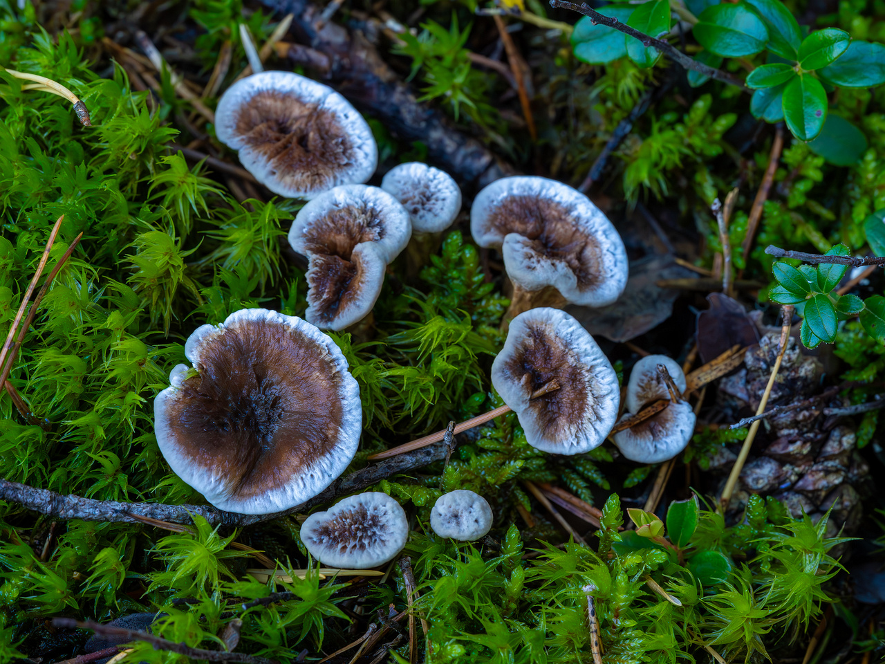 phellodon-confluens_2023-09-14_1-3