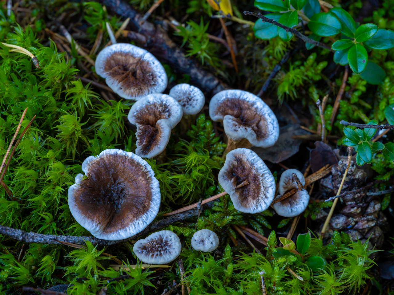 phellodon-confluens_2023-09-14_1-4