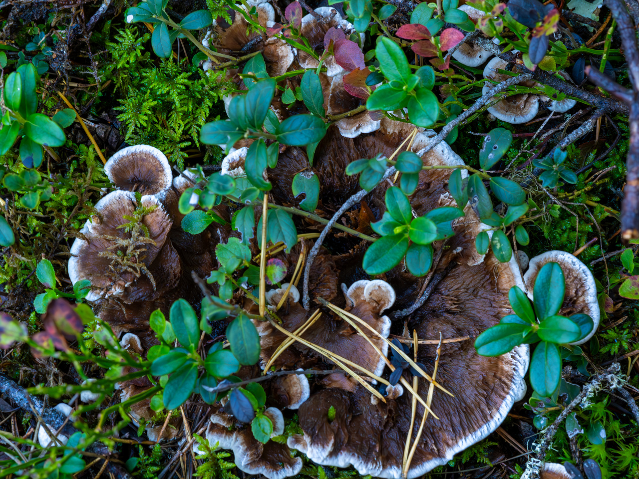 phellodon-confluens_2023-09-14_1-6