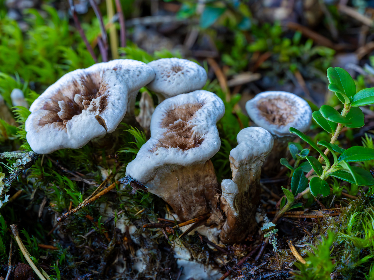 phellodon-confluens_2023-09-14_1-7