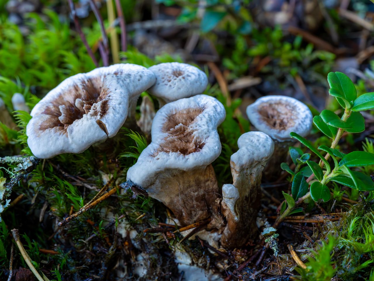 phellodon-confluens_2023-09-14_1-8