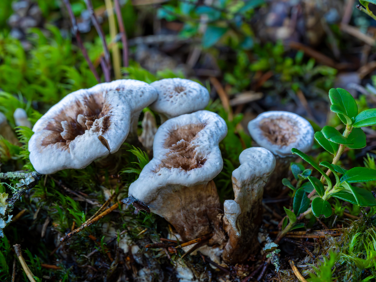 phellodon-confluens_2023-09-14_1-9