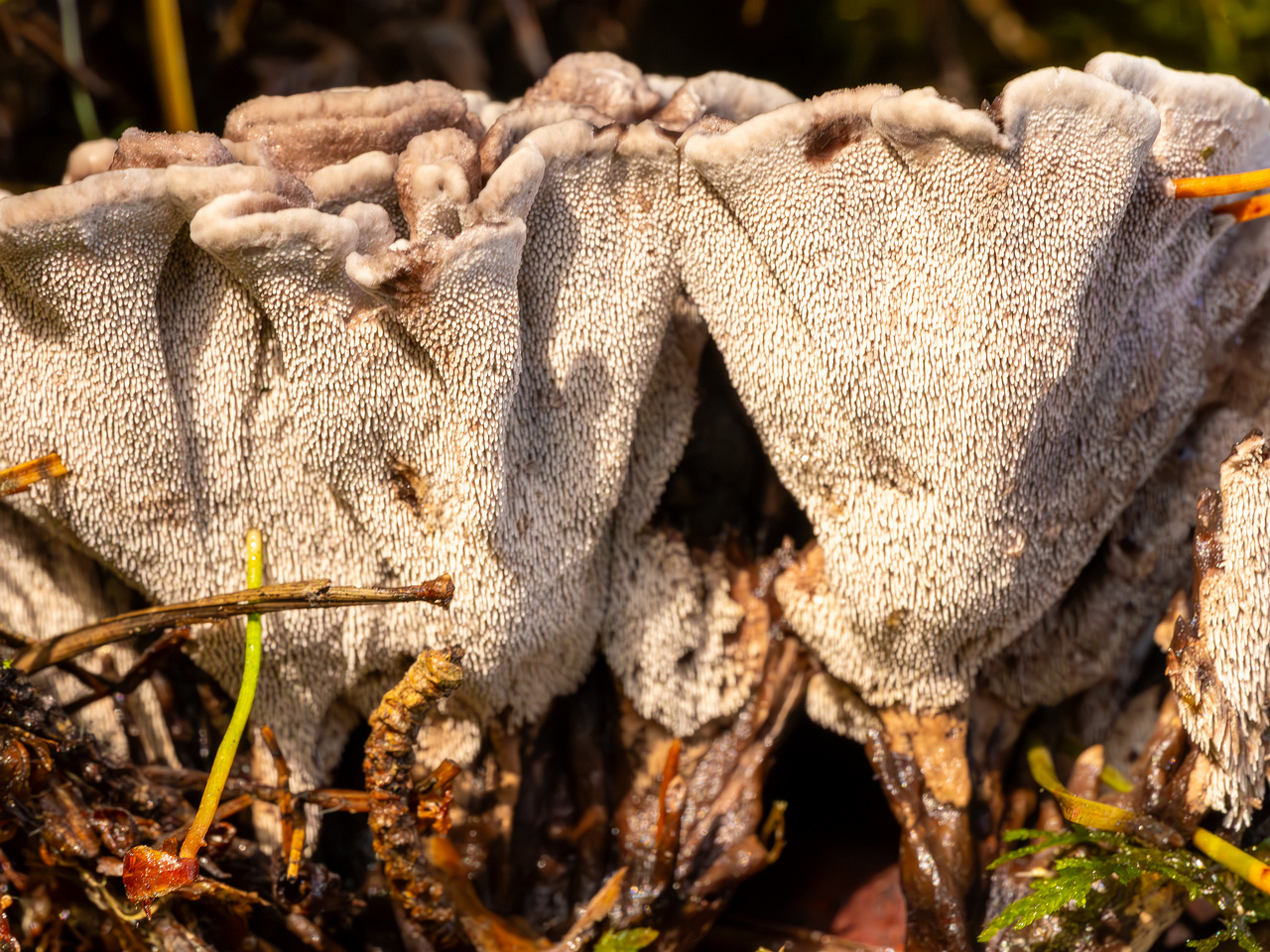 phellodon-melaleucus_2023-09-14_1-10