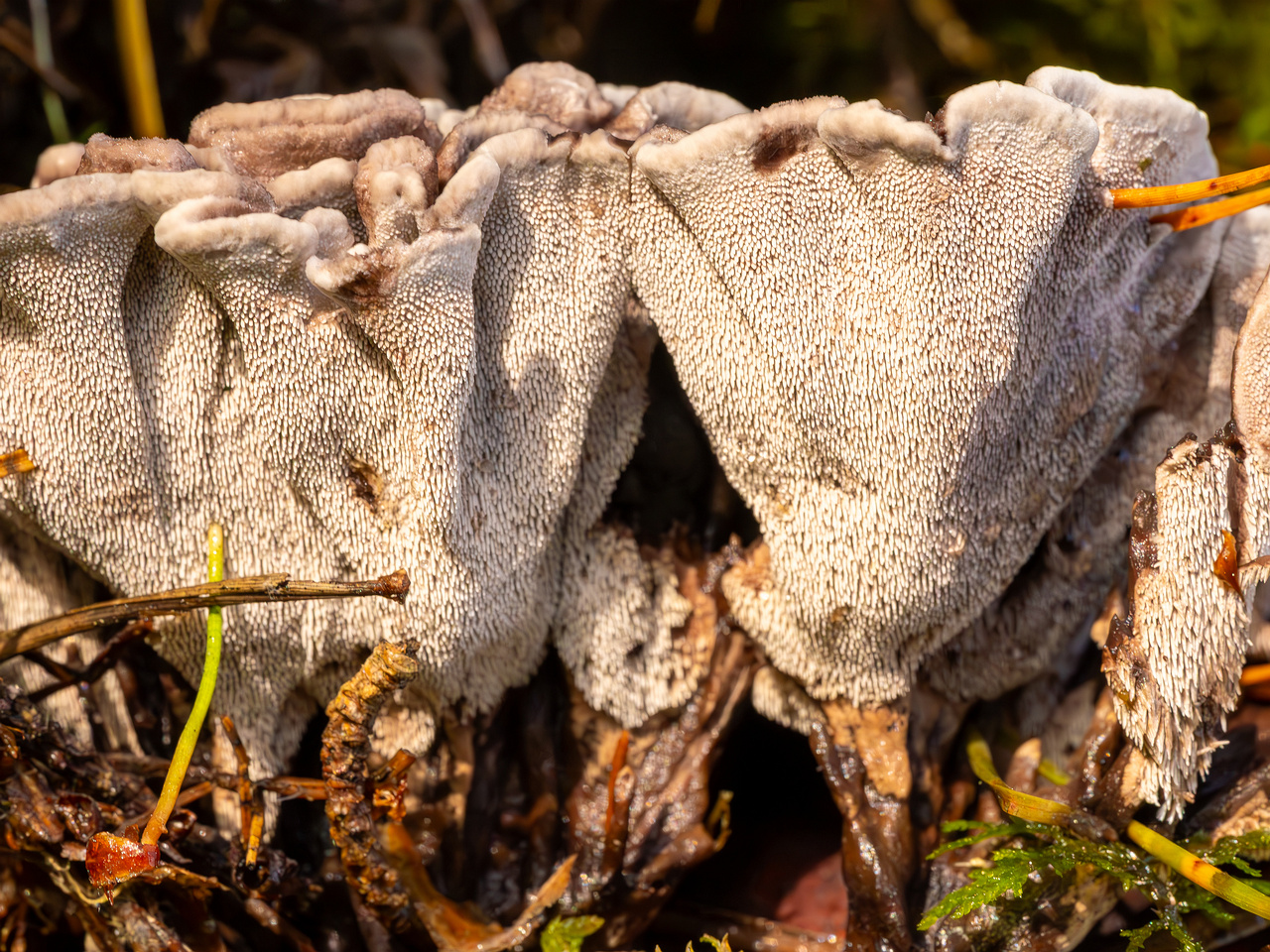 phellodon-melaleucus_2023-09-14_1-11