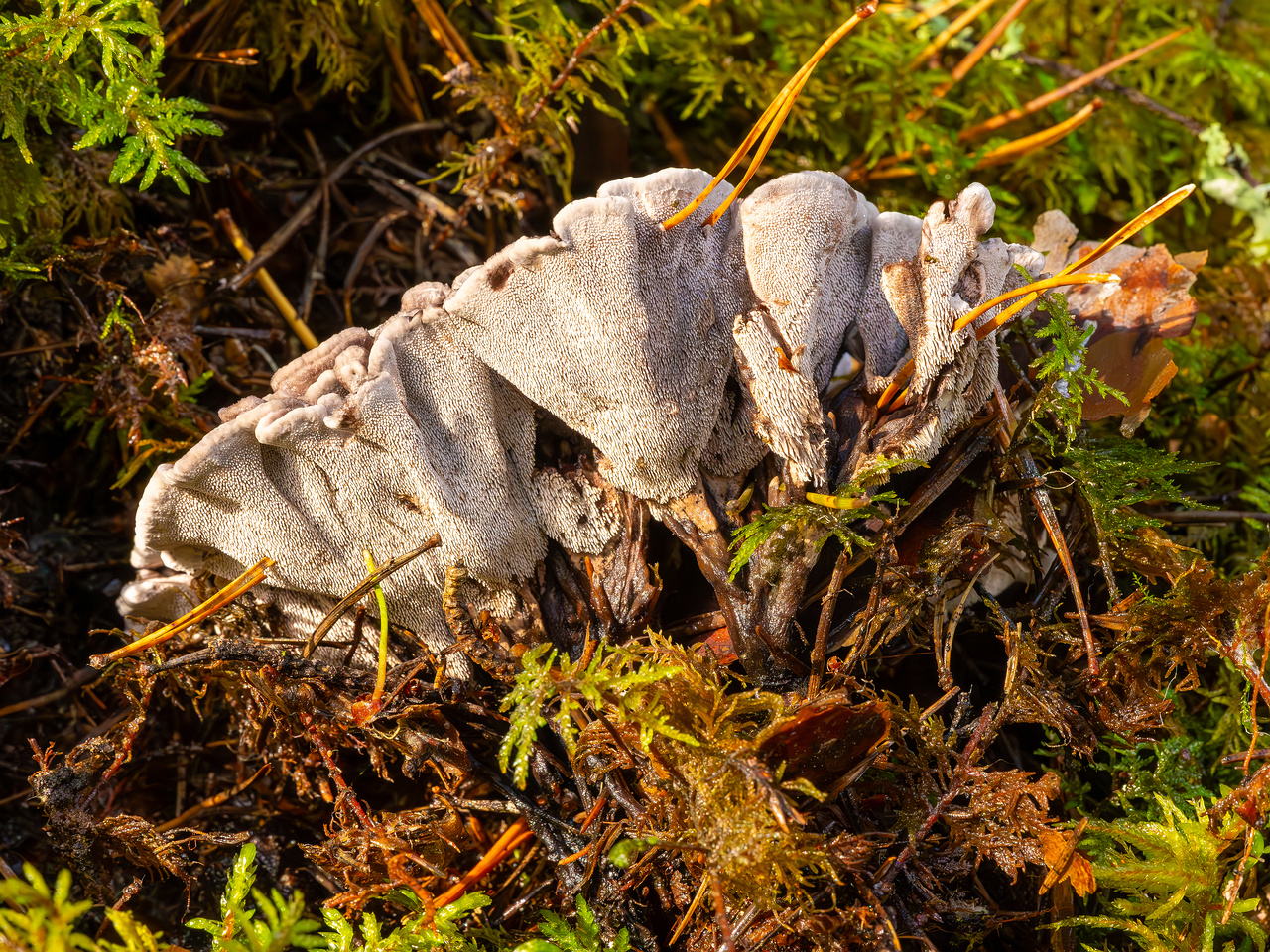 phellodon-melaleucus_2023-09-14_1-12