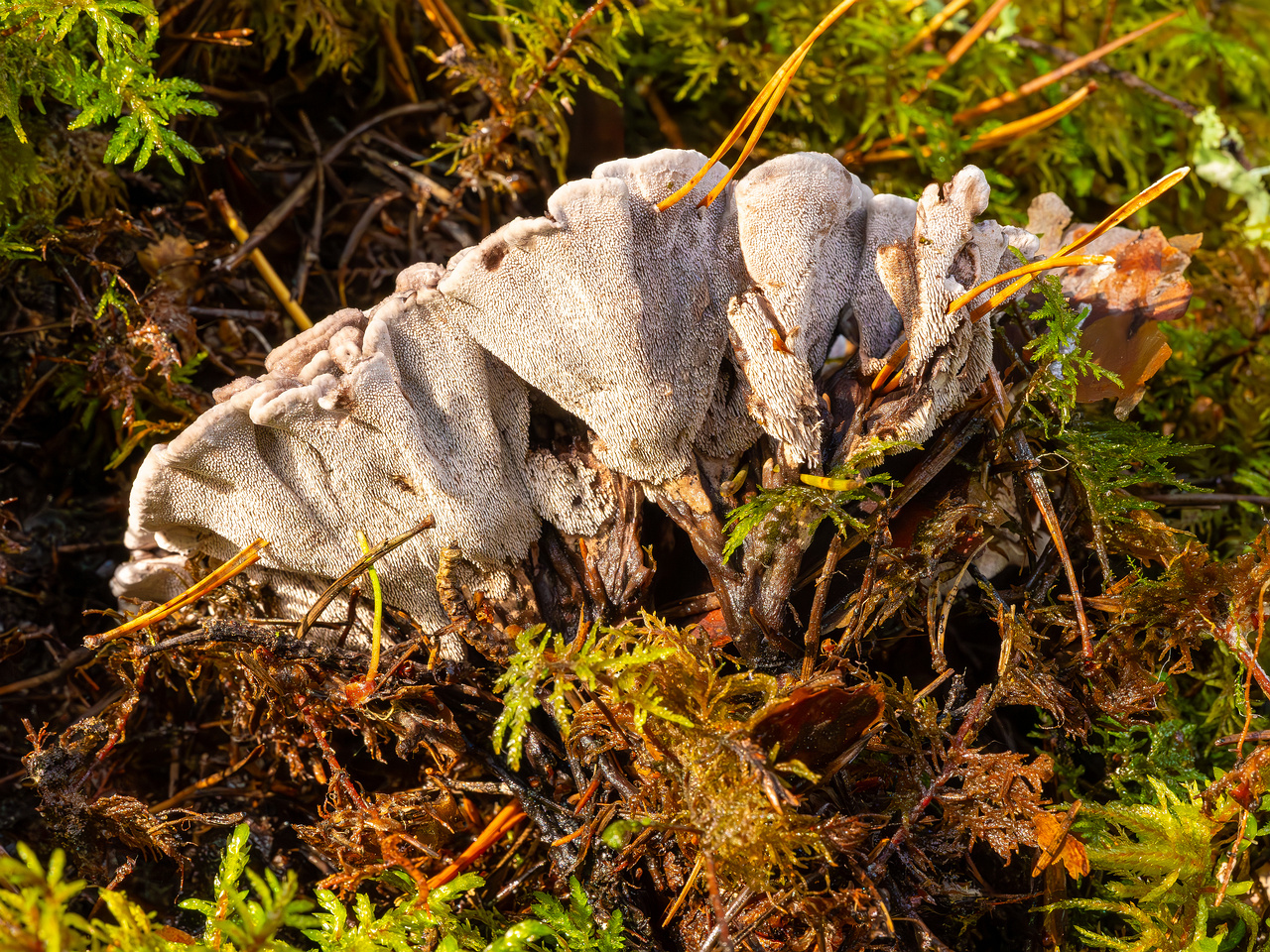 phellodon-melaleucus_2023-09-14_1-13