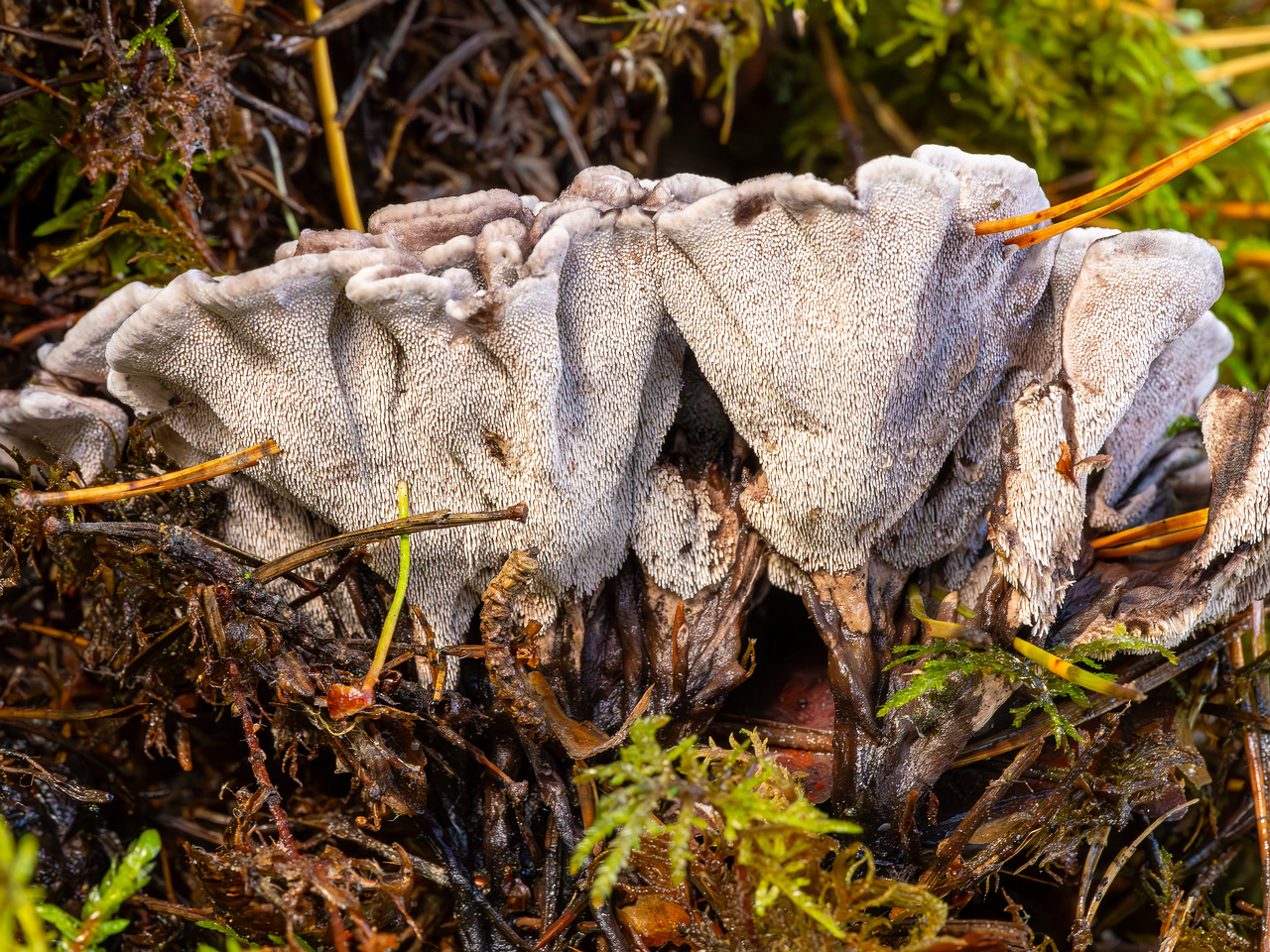 phellodon-melaleucus_2023-09-14_1-6