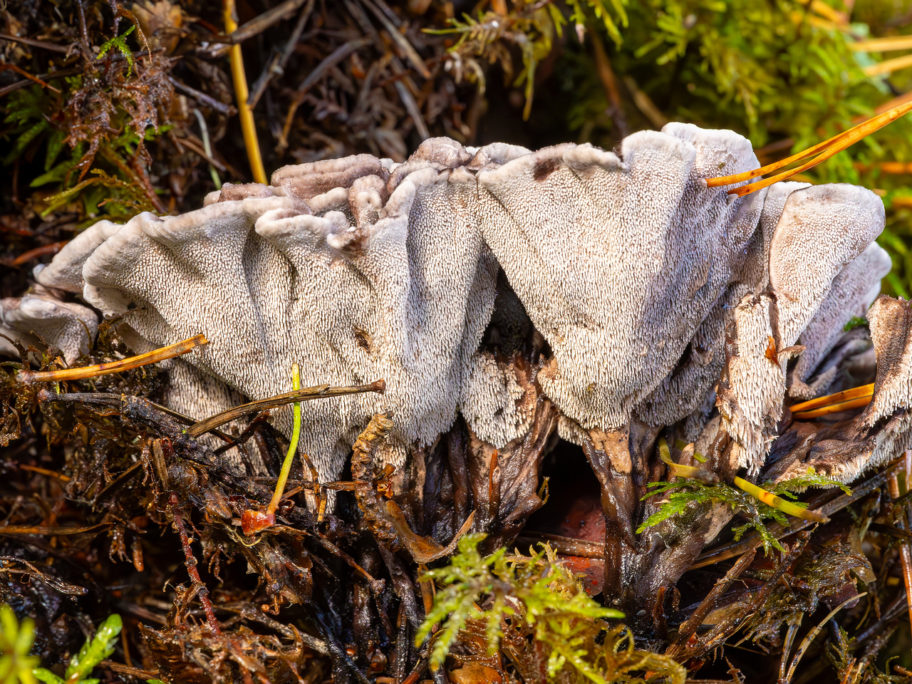 phellodon-melaleucus_2023-09-14_1-7