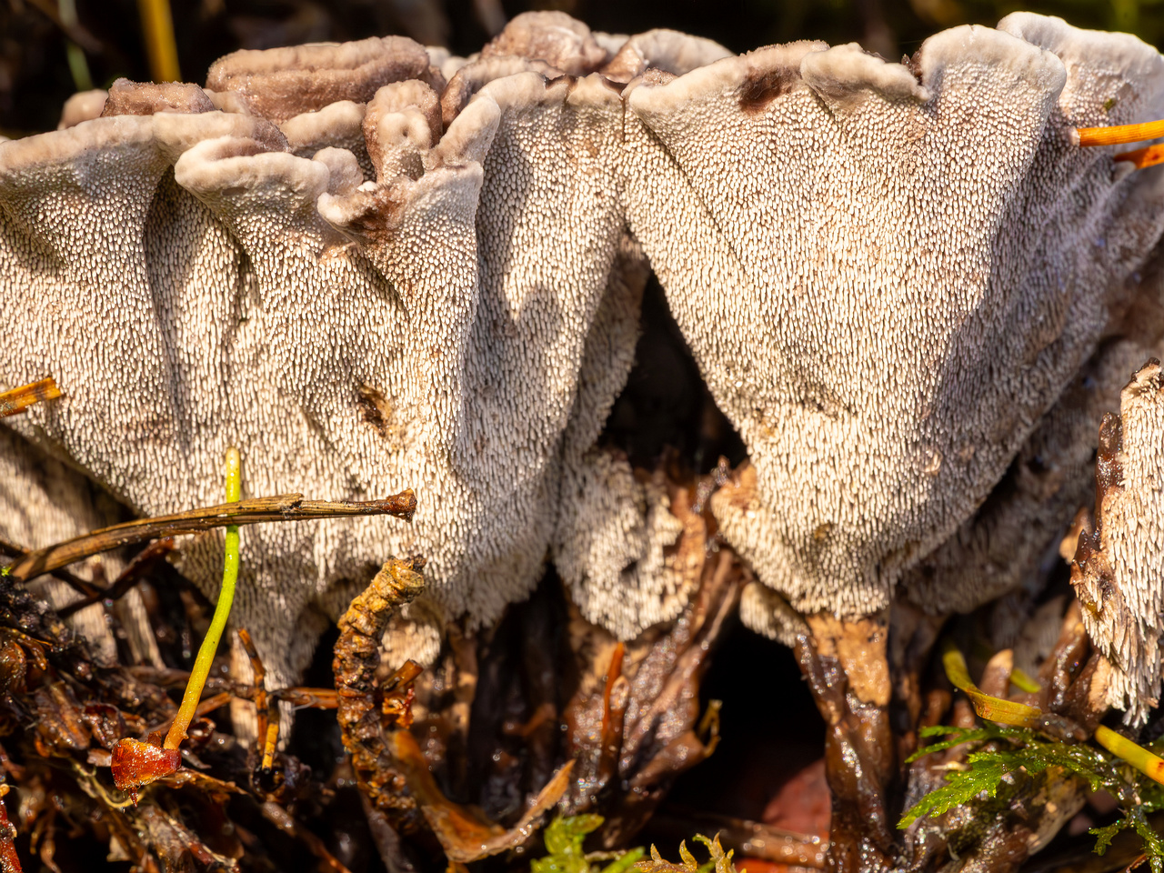 phellodon-melaleucus_2023-09-14_1-8