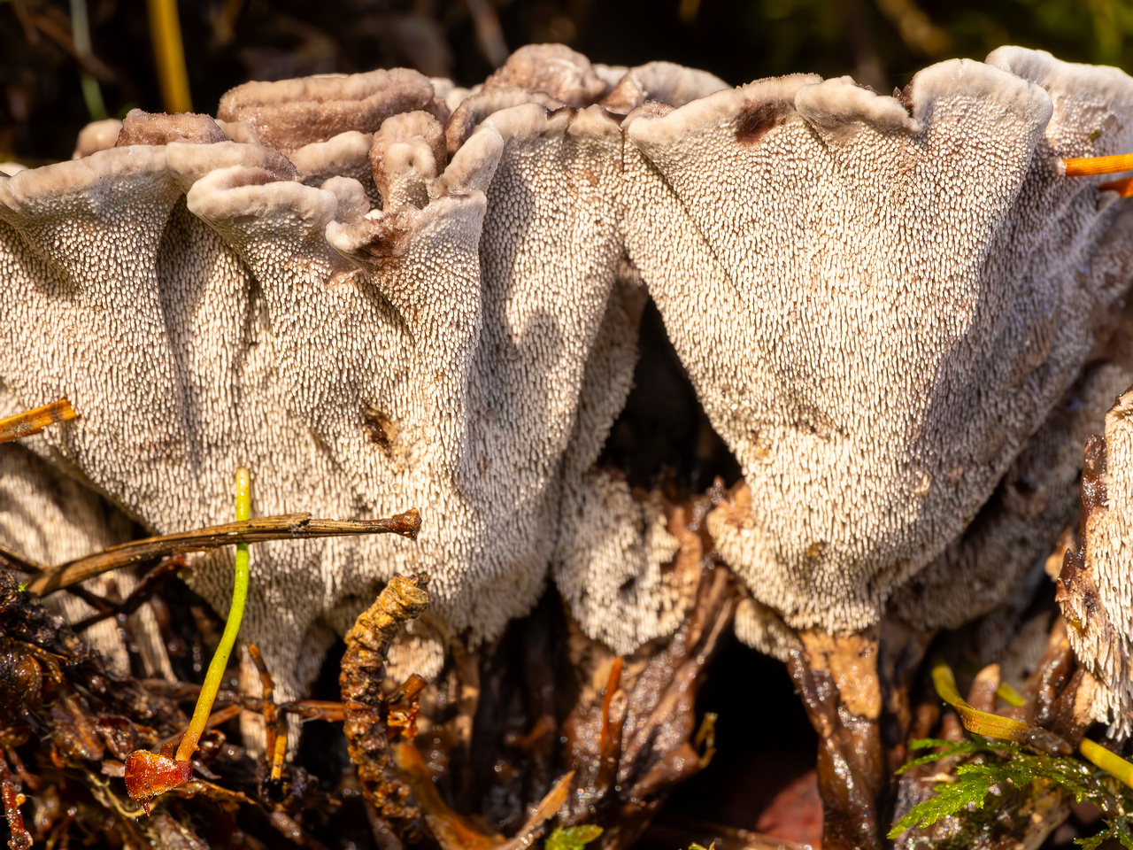 phellodon-melaleucus_2023-09-14_1-9