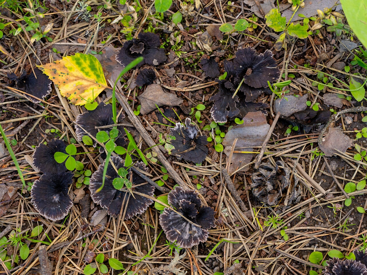 Thelephora caryophyllea _2026-07-11_1-1