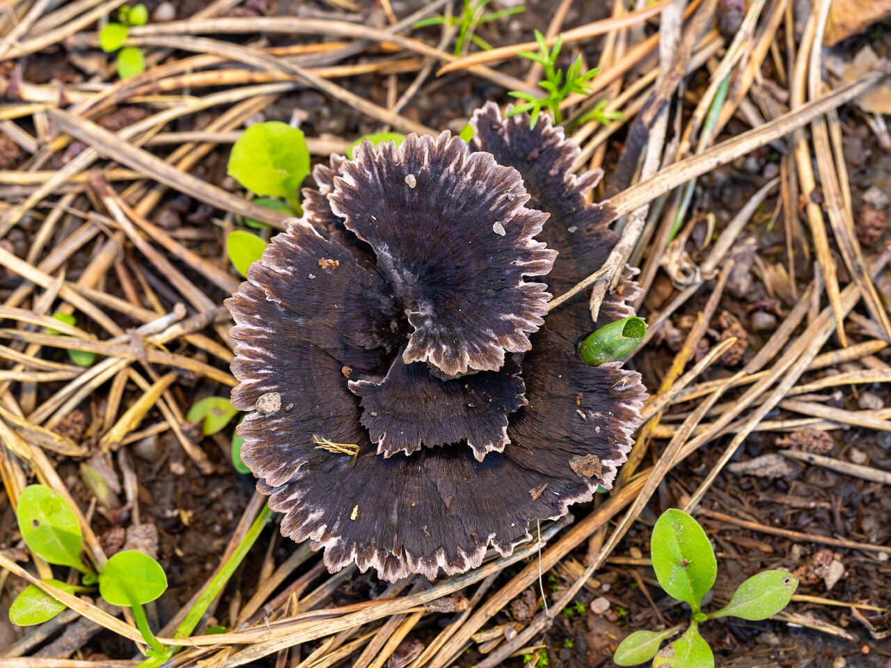 Thelephora caryophyllea _2026-07-11_1-2