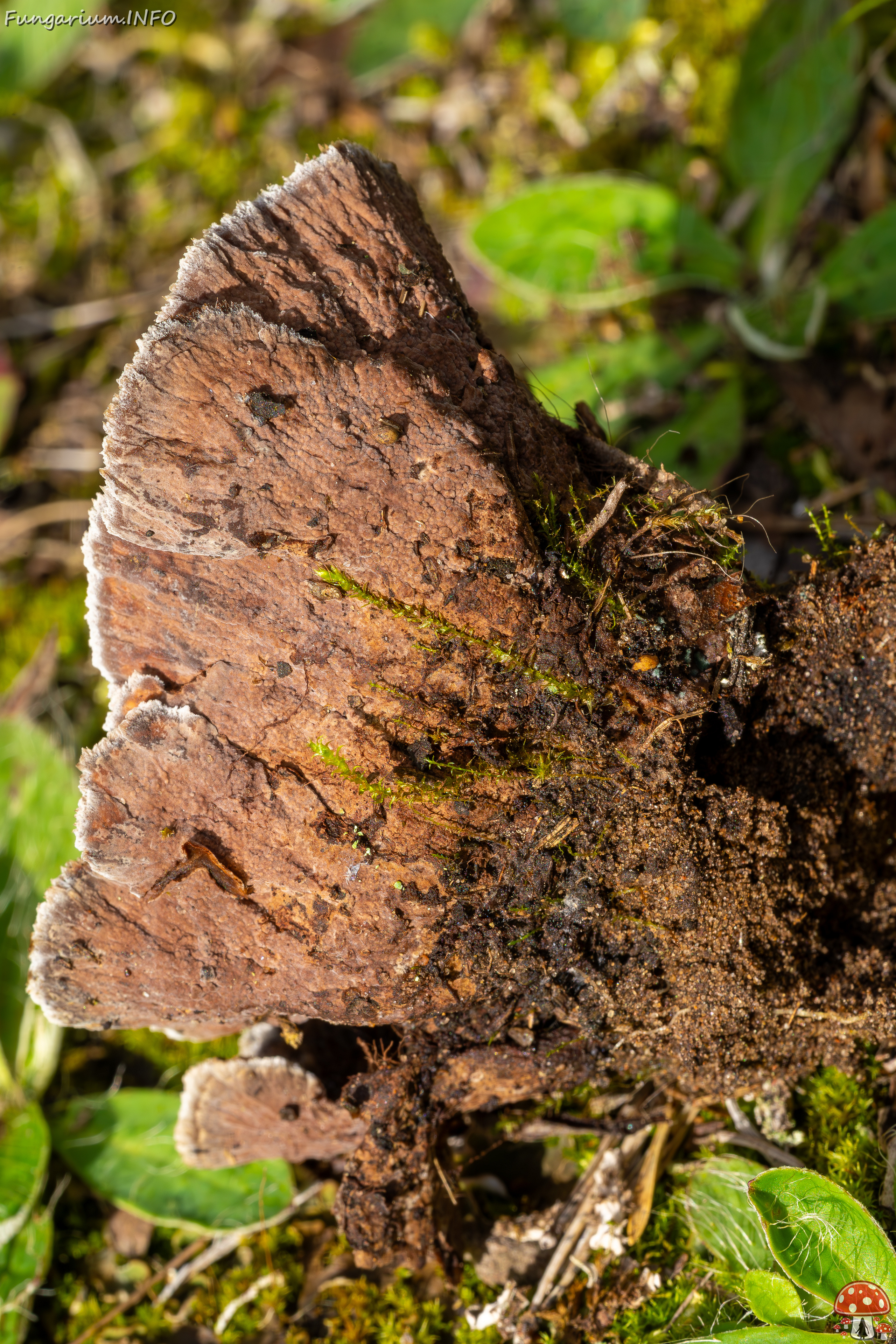 thelephora-terrestris_2023-09-14_1-10 